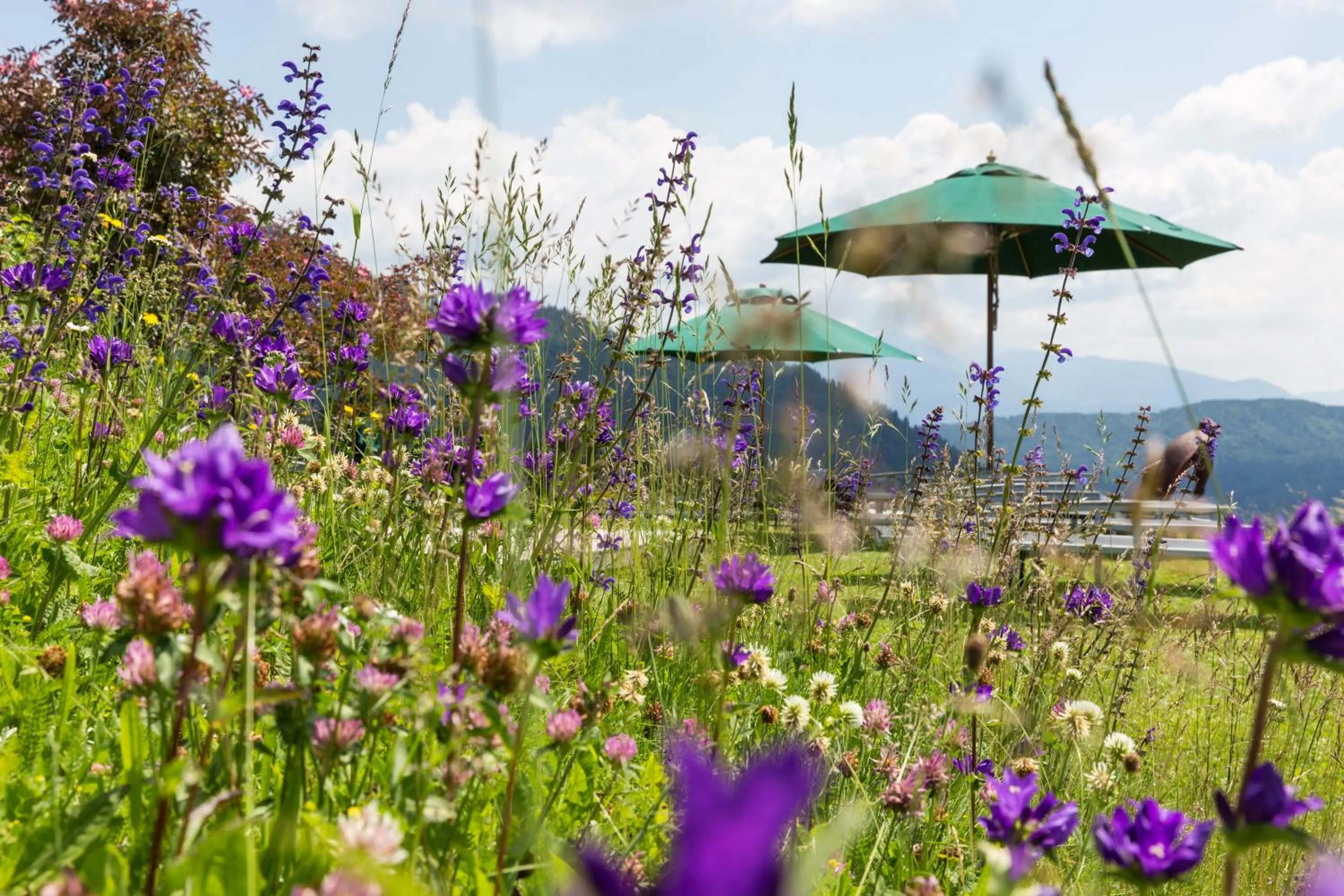 Spring in Der Zirmerhof