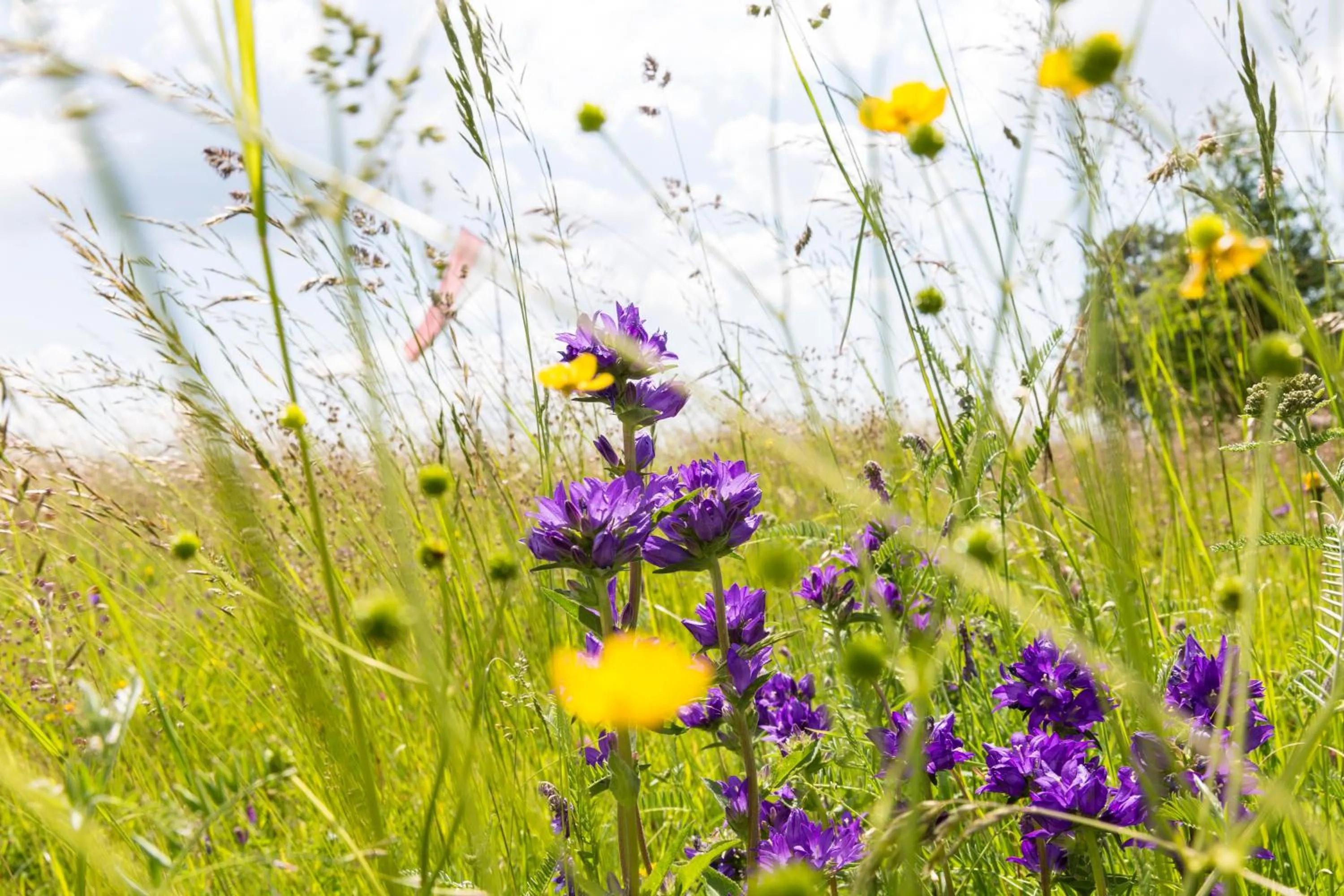Spring in Der Zirmerhof