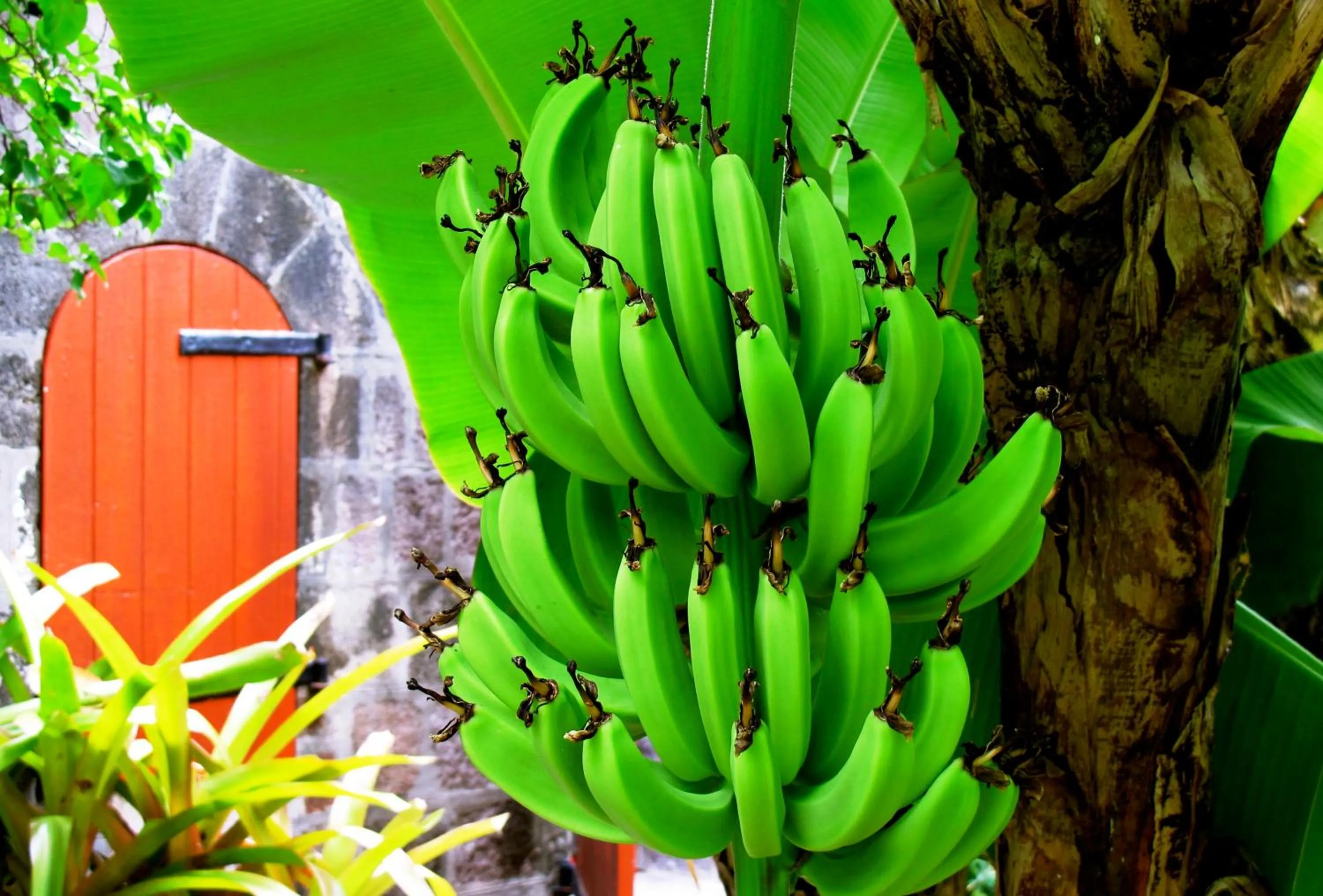 Garden in Golden Rock Nevis