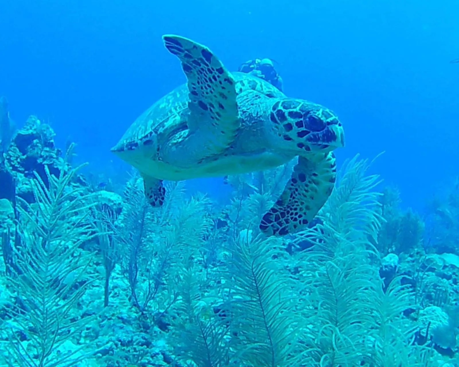 Activities in Corona del Mar