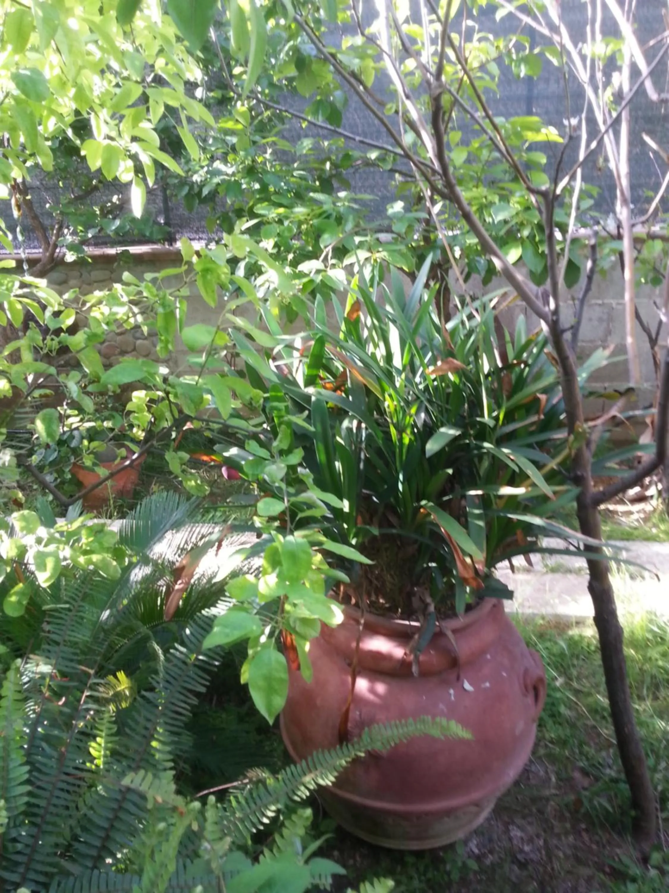 Garden in B&B Mare E Sole