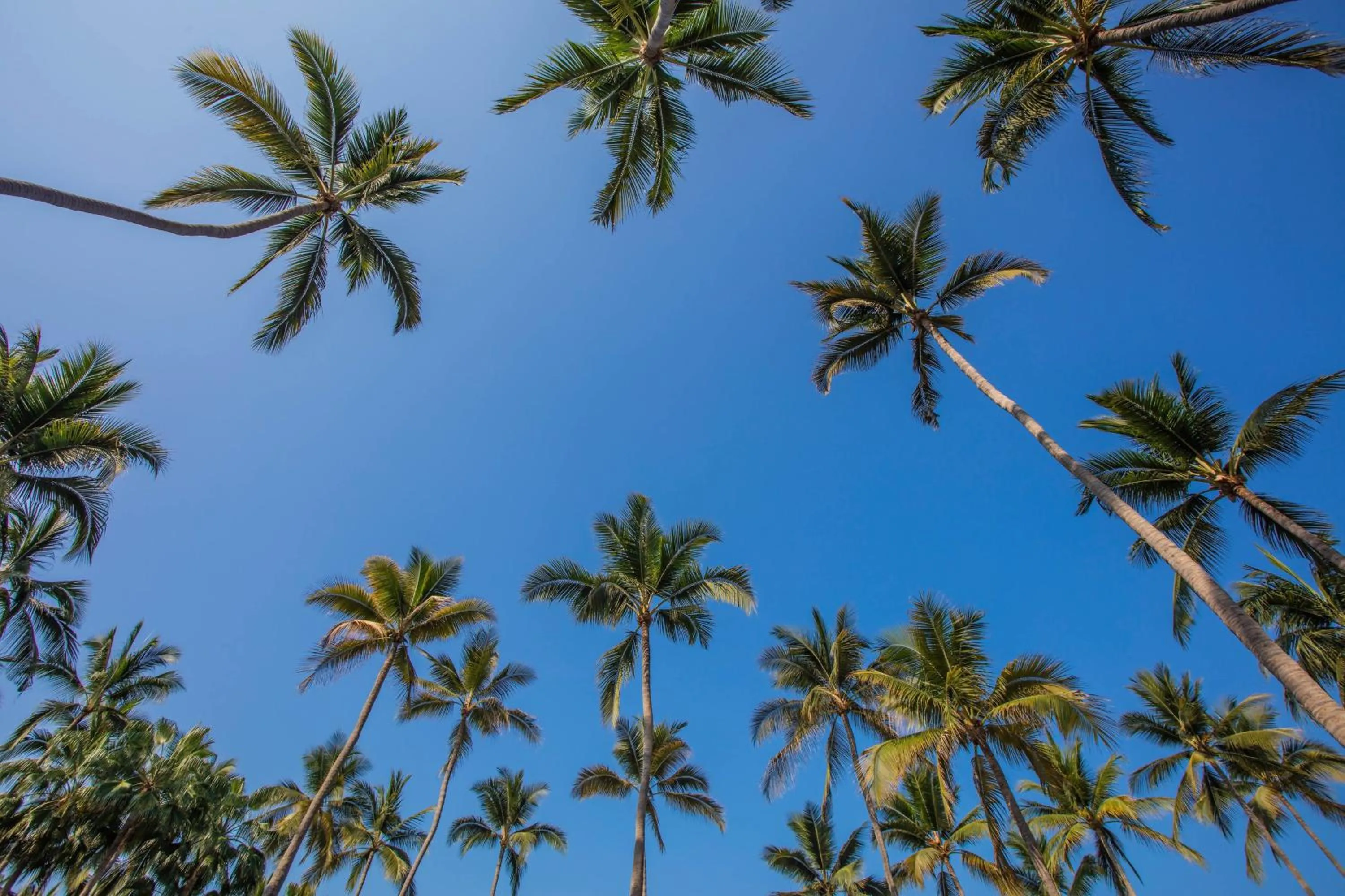 Other in The Westin Resort & Spa, Puerto Vallarta