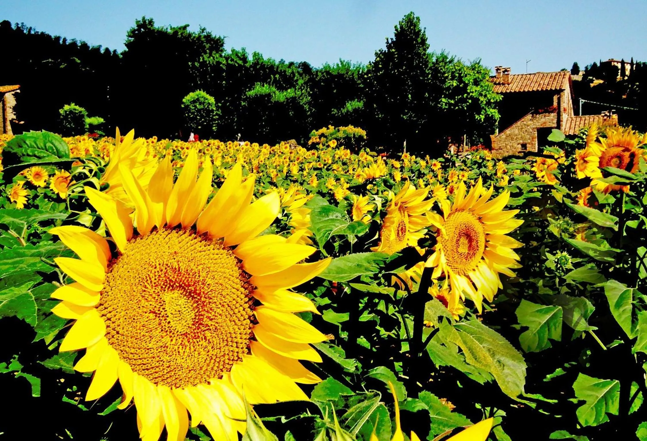Summer in Azienda Agrituristica I Tre Casali