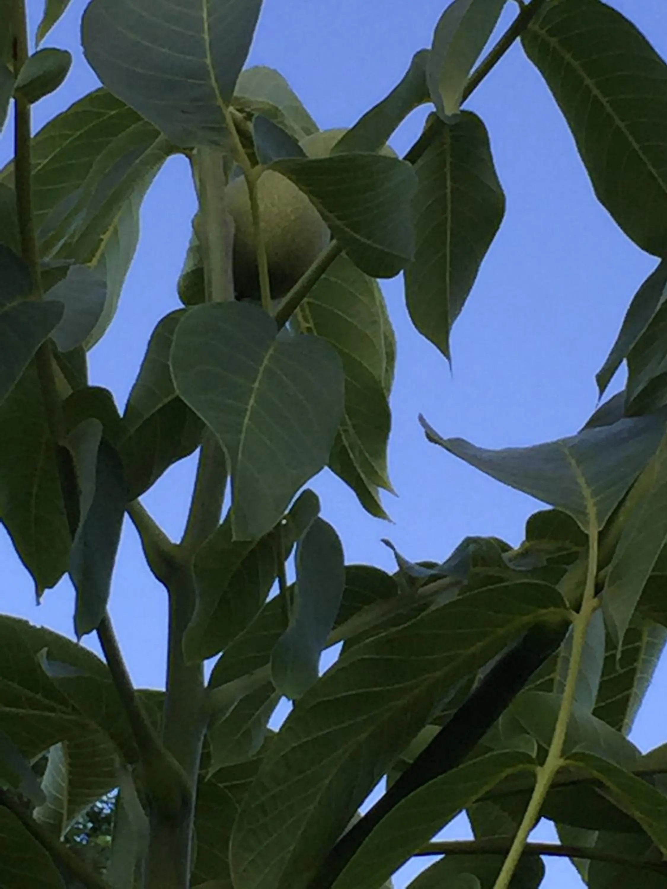 Summer in Azienda Agrituristica I Tre Casali