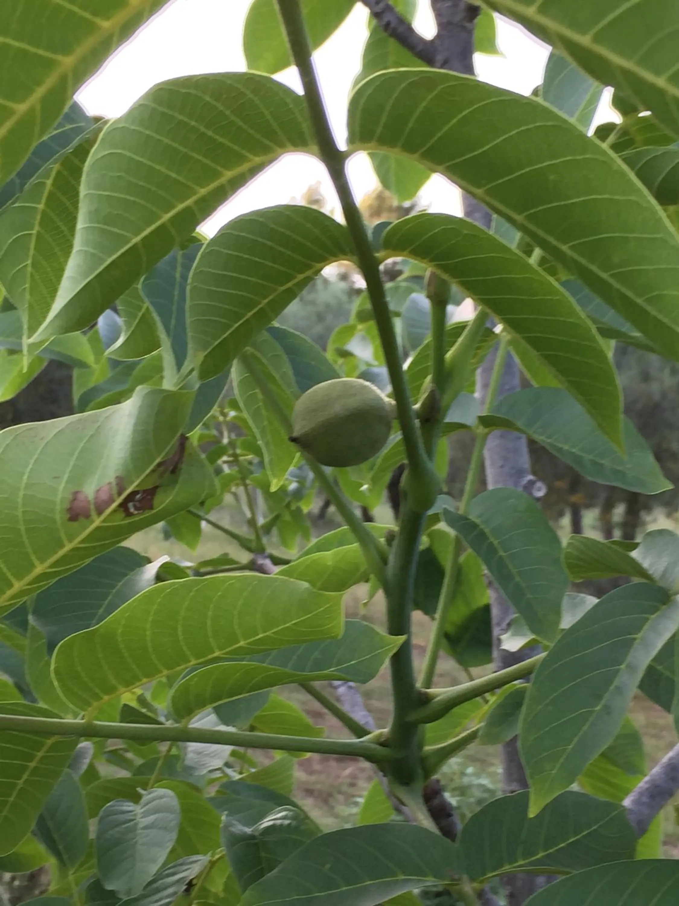 Decorative detail in Azienda Agrituristica I Tre Casali