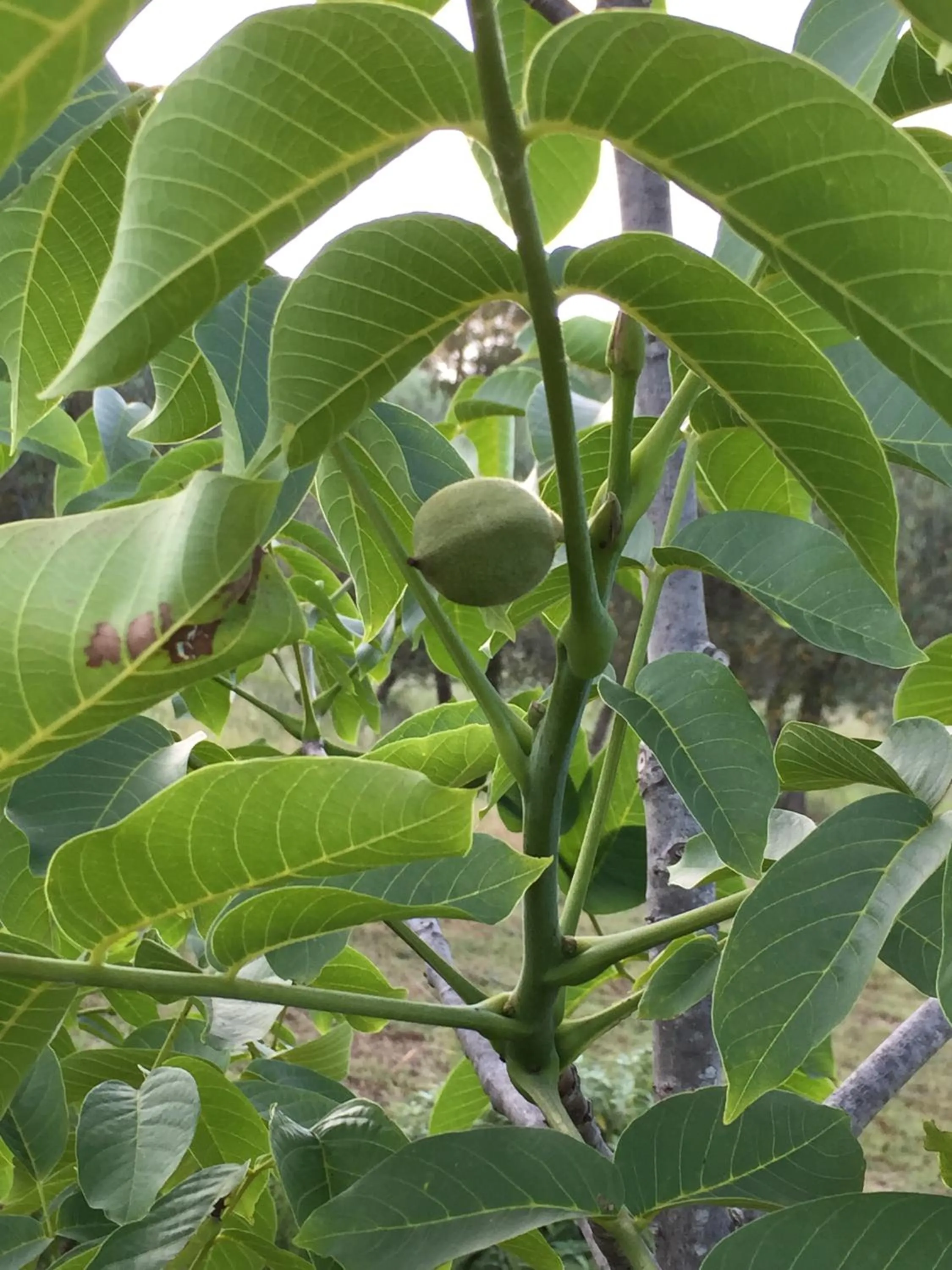 Garden in Azienda Agrituristica I Tre Casali