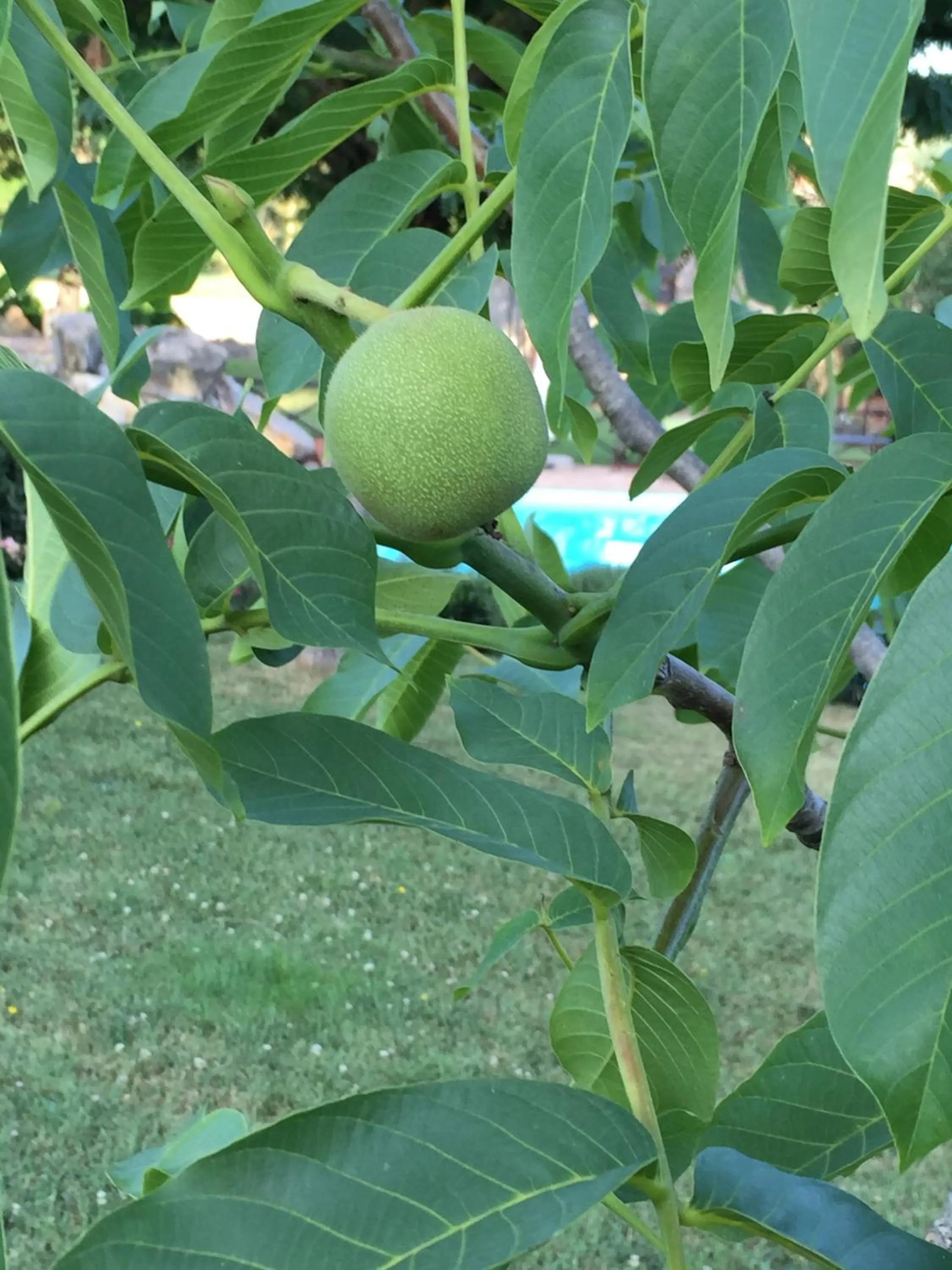 Garden in Azienda Agrituristica I Tre Casali