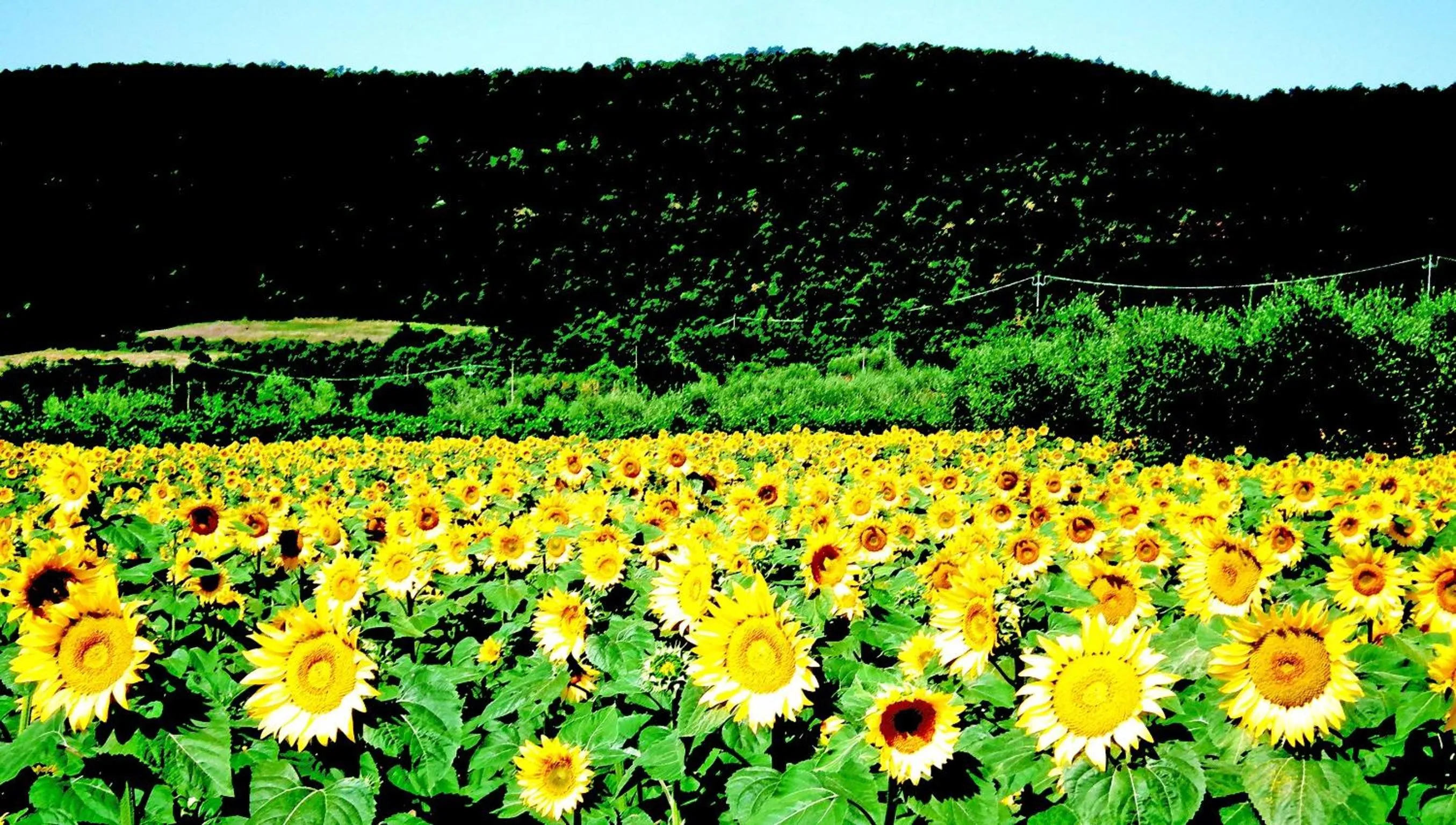 View (from property/room) in Azienda Agrituristica I Tre Casali