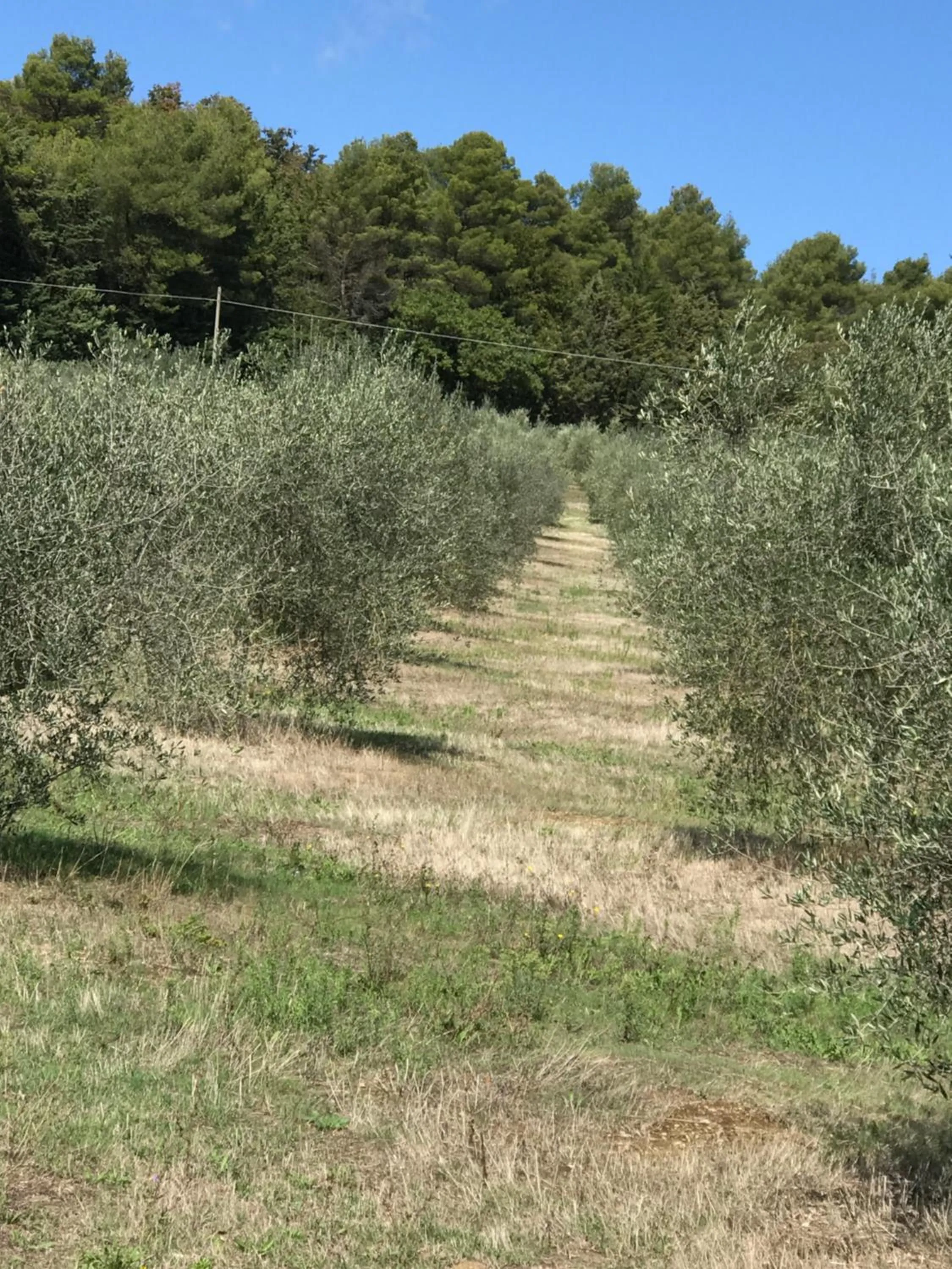 Natural landscape in Azienda Agrituristica I Tre Casali