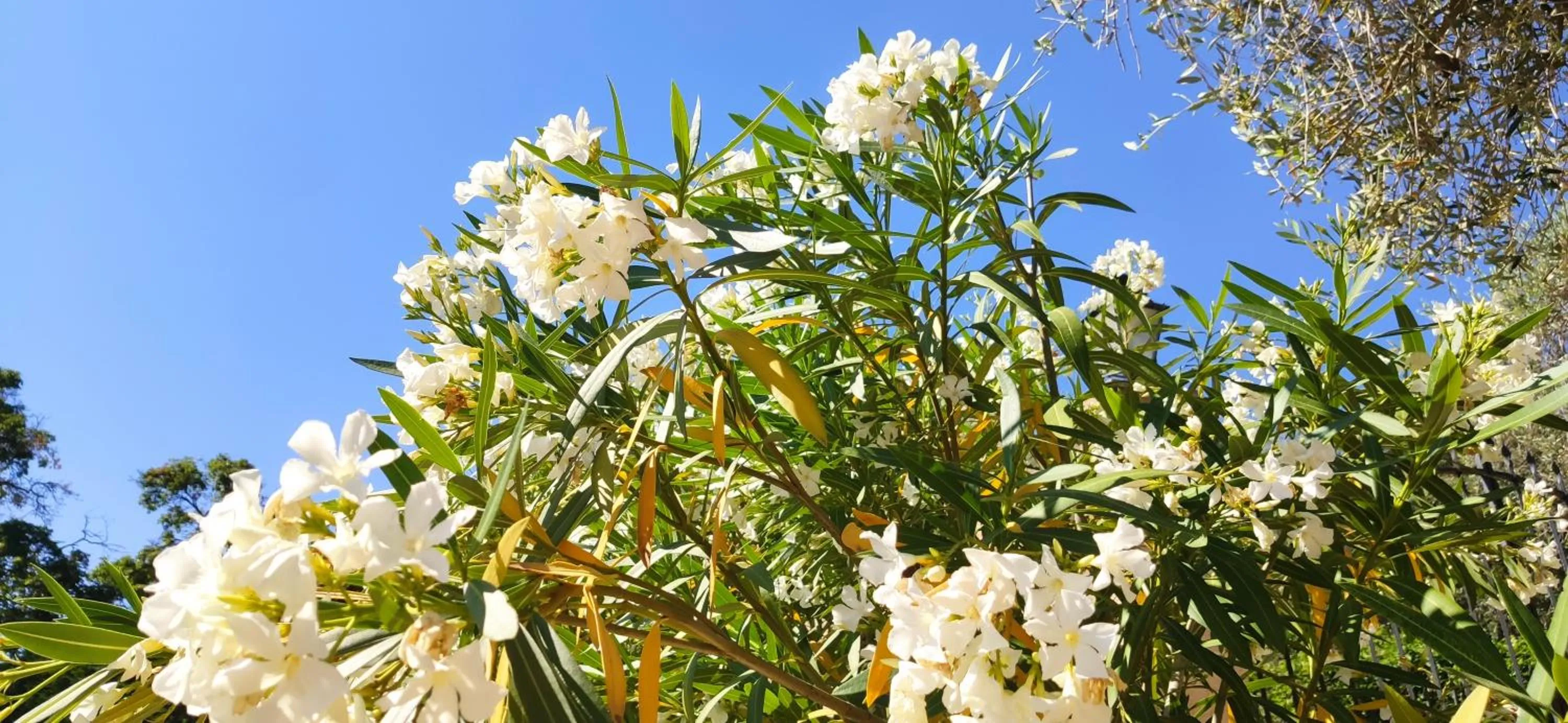 Spring in Loup Castel Boutique Hotel B&B