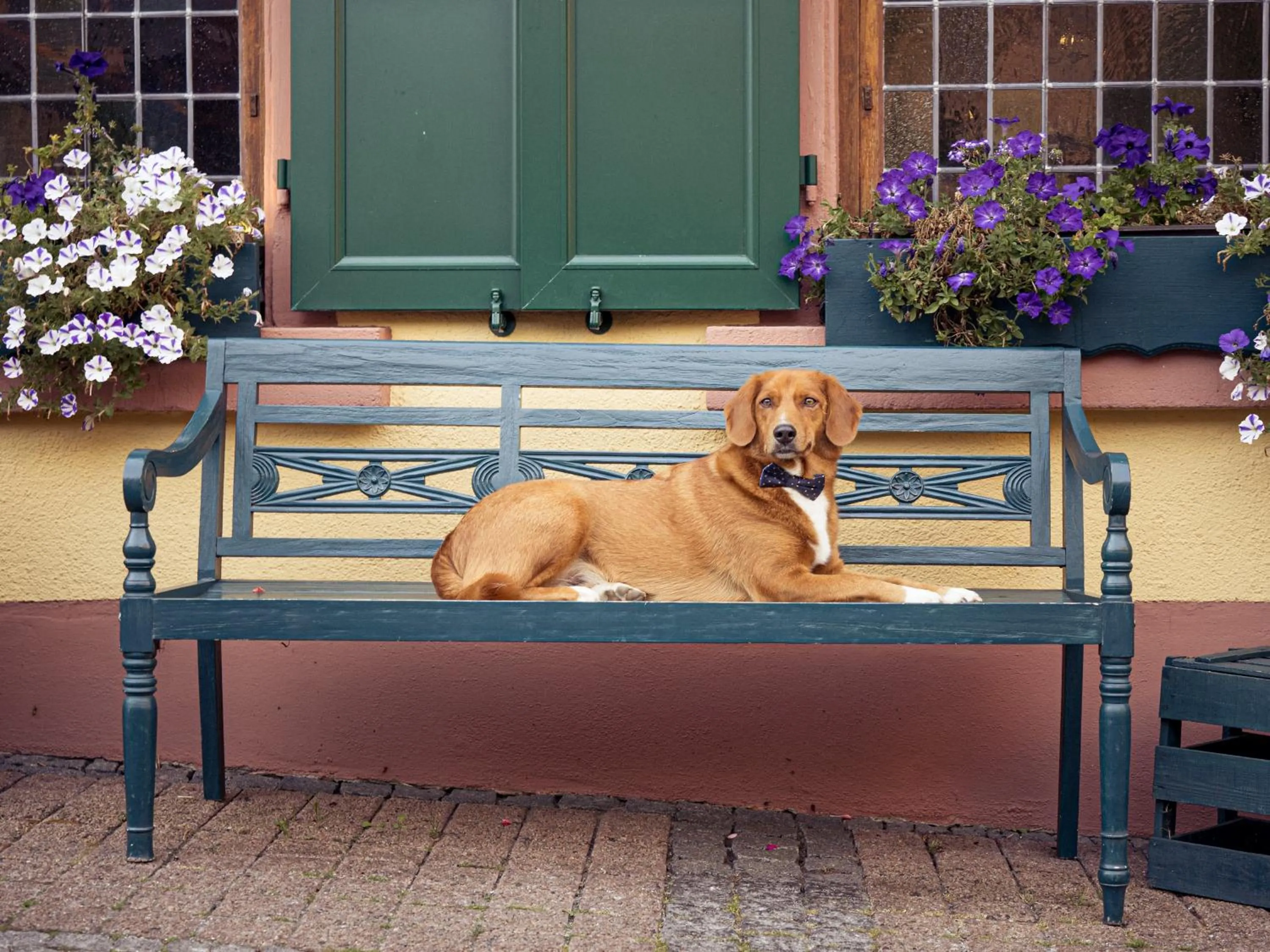 Pets in Weinhotel des Riesling Zum Grünen Kranz