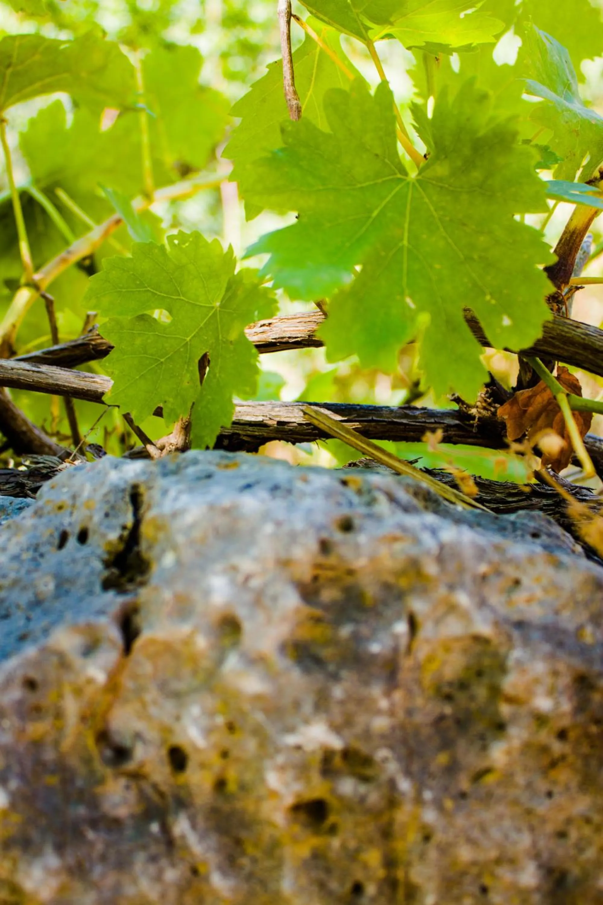 Swimming pool in Malaxiana Houses