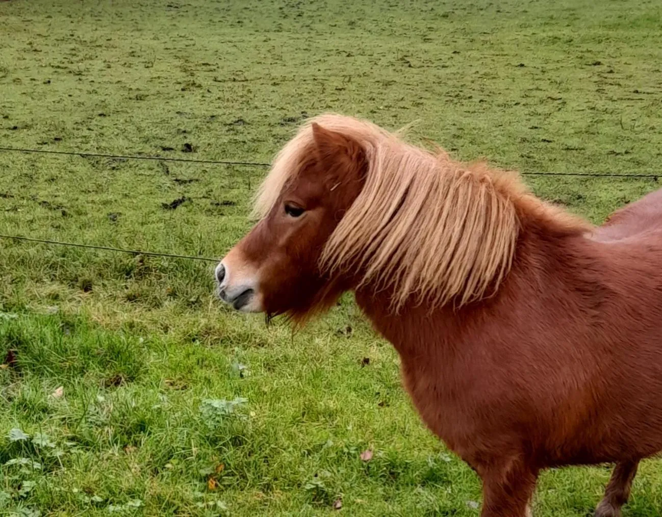 Pets in Bed en Breakfast The Wooden Wall