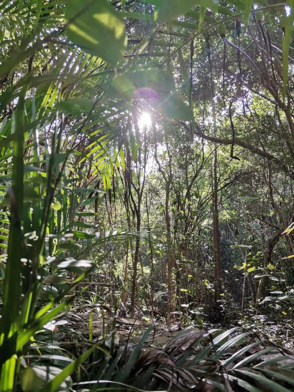 Agua & Selva luxury Jungle loft