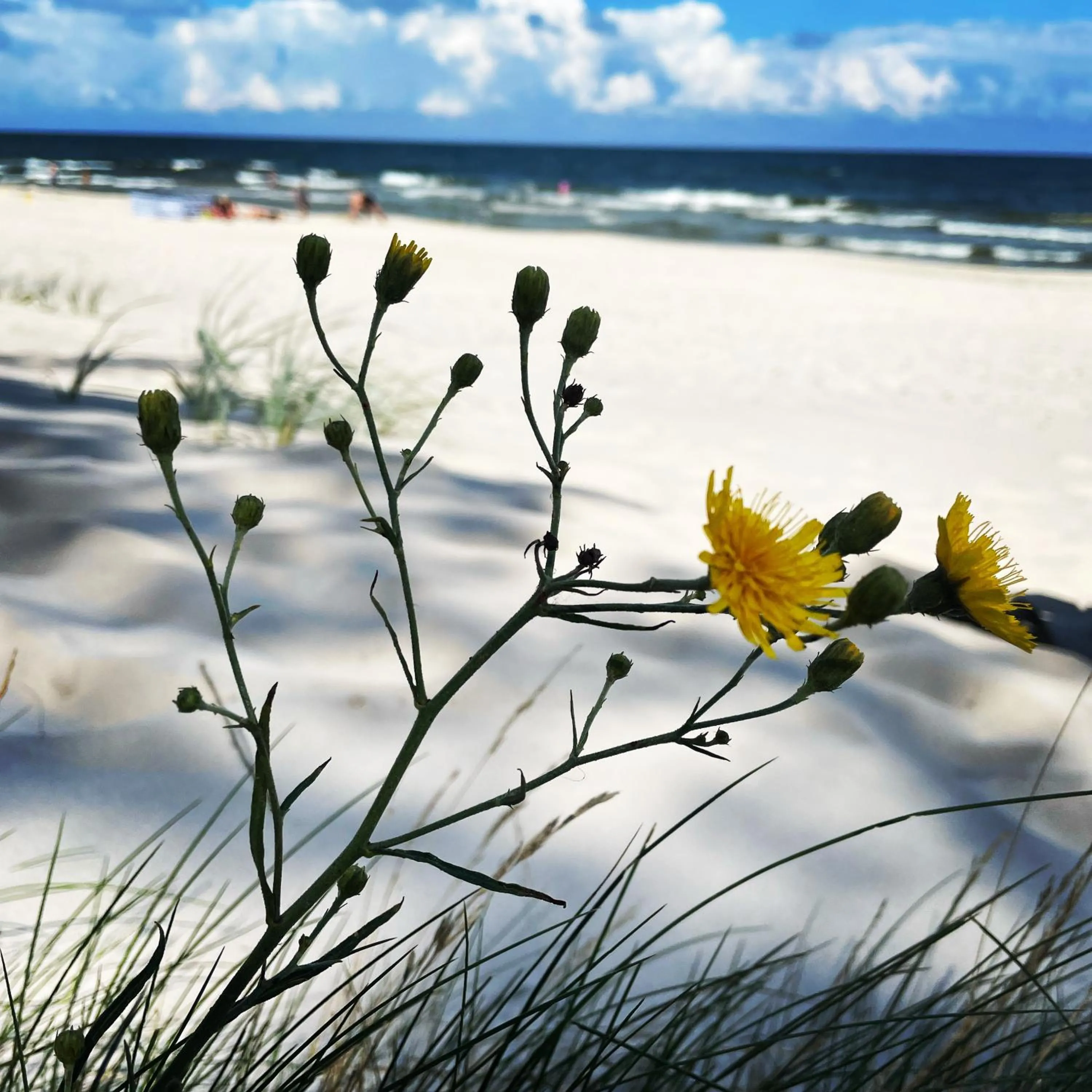 Natural landscape in Pelikan Resort Dźwirzyno - Domki przy plaży