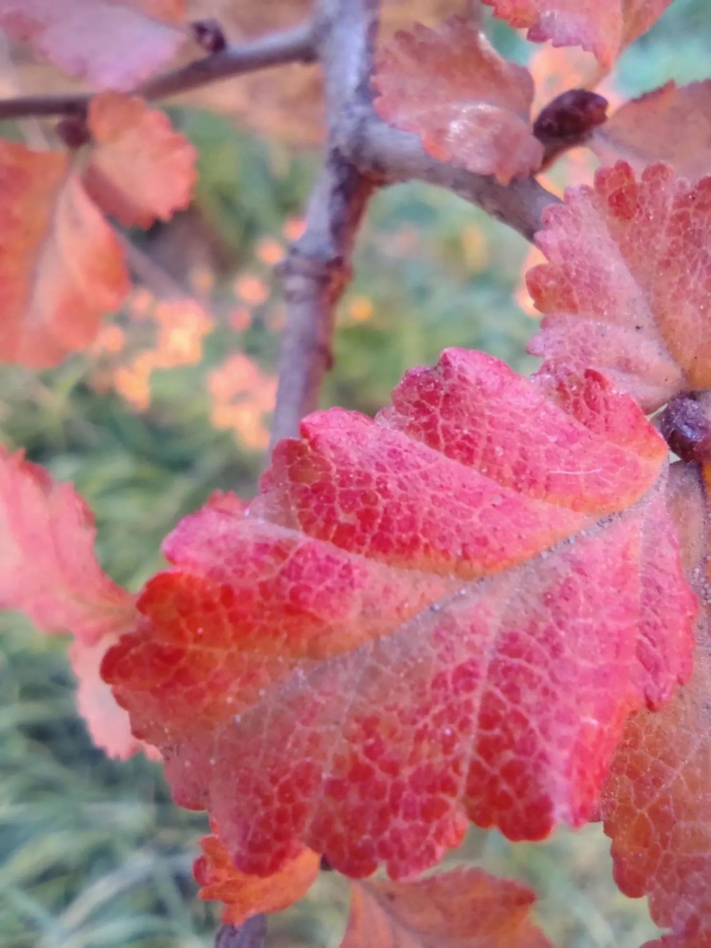 Day in Hosteria LOS ÑIRES