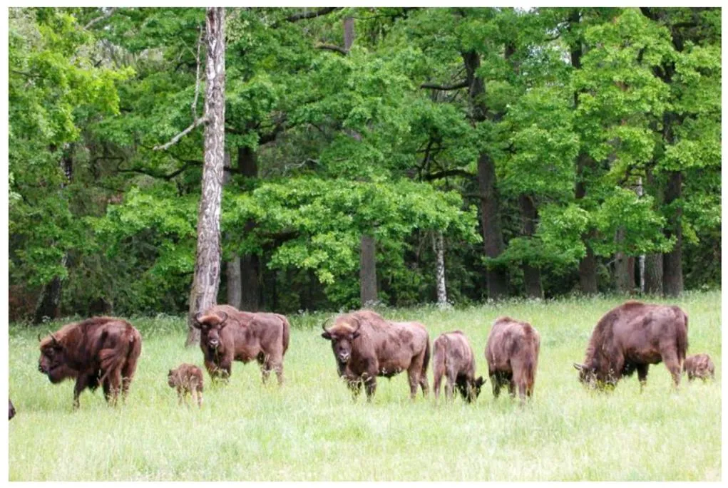 Animals in ApartHotel Hubertus
