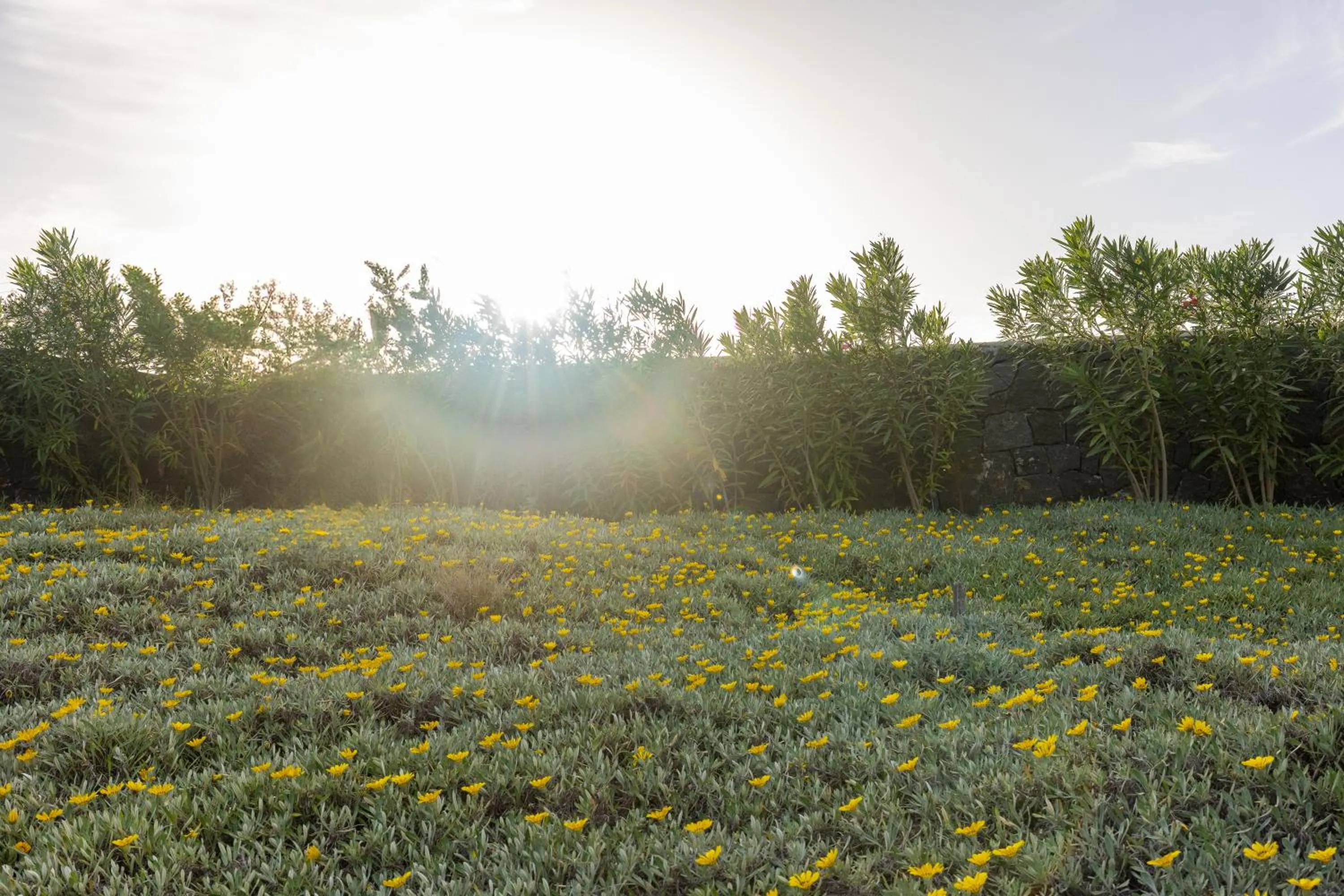 Garden in Cresanto Luxury Suites