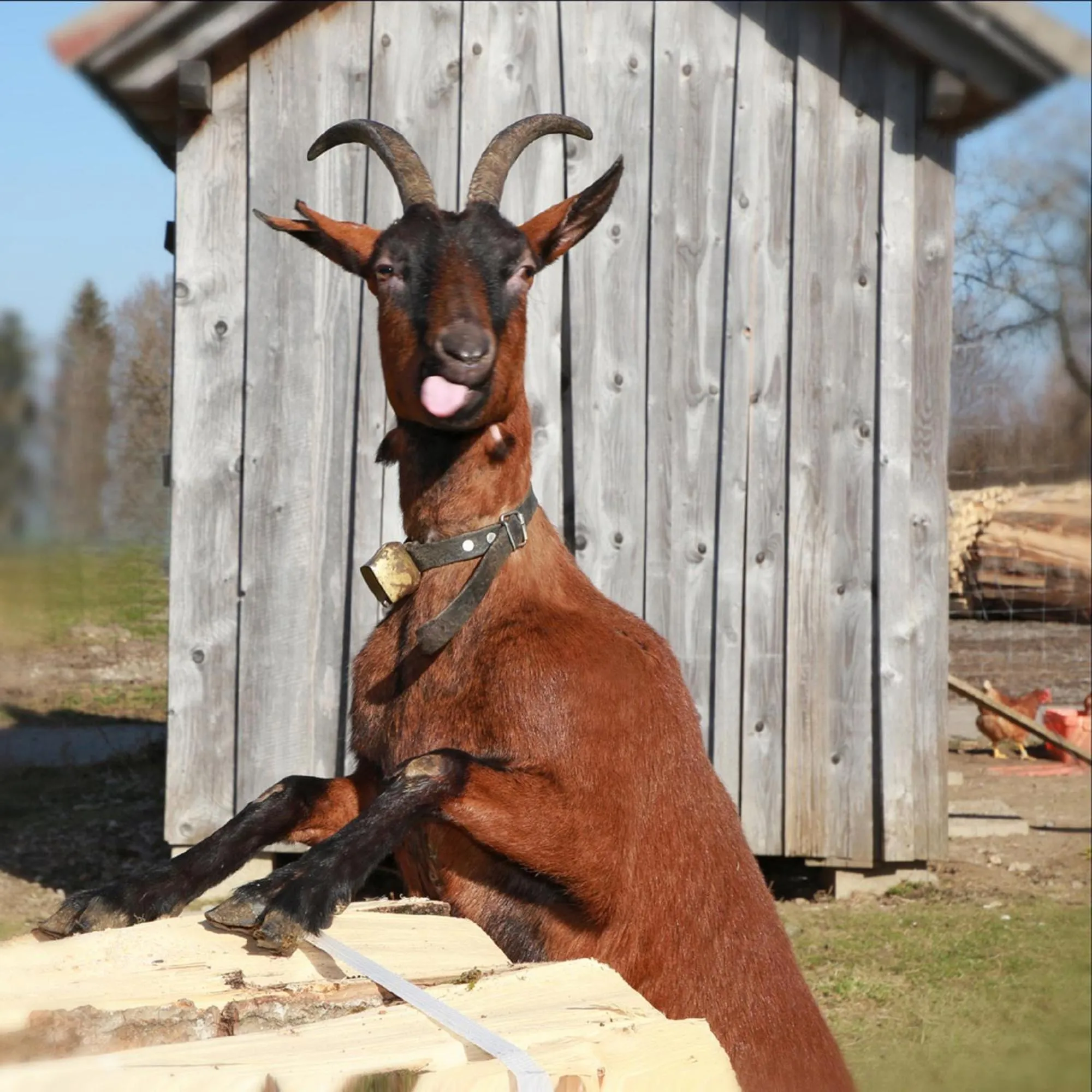 Animals in Ferienhof Bitschnau