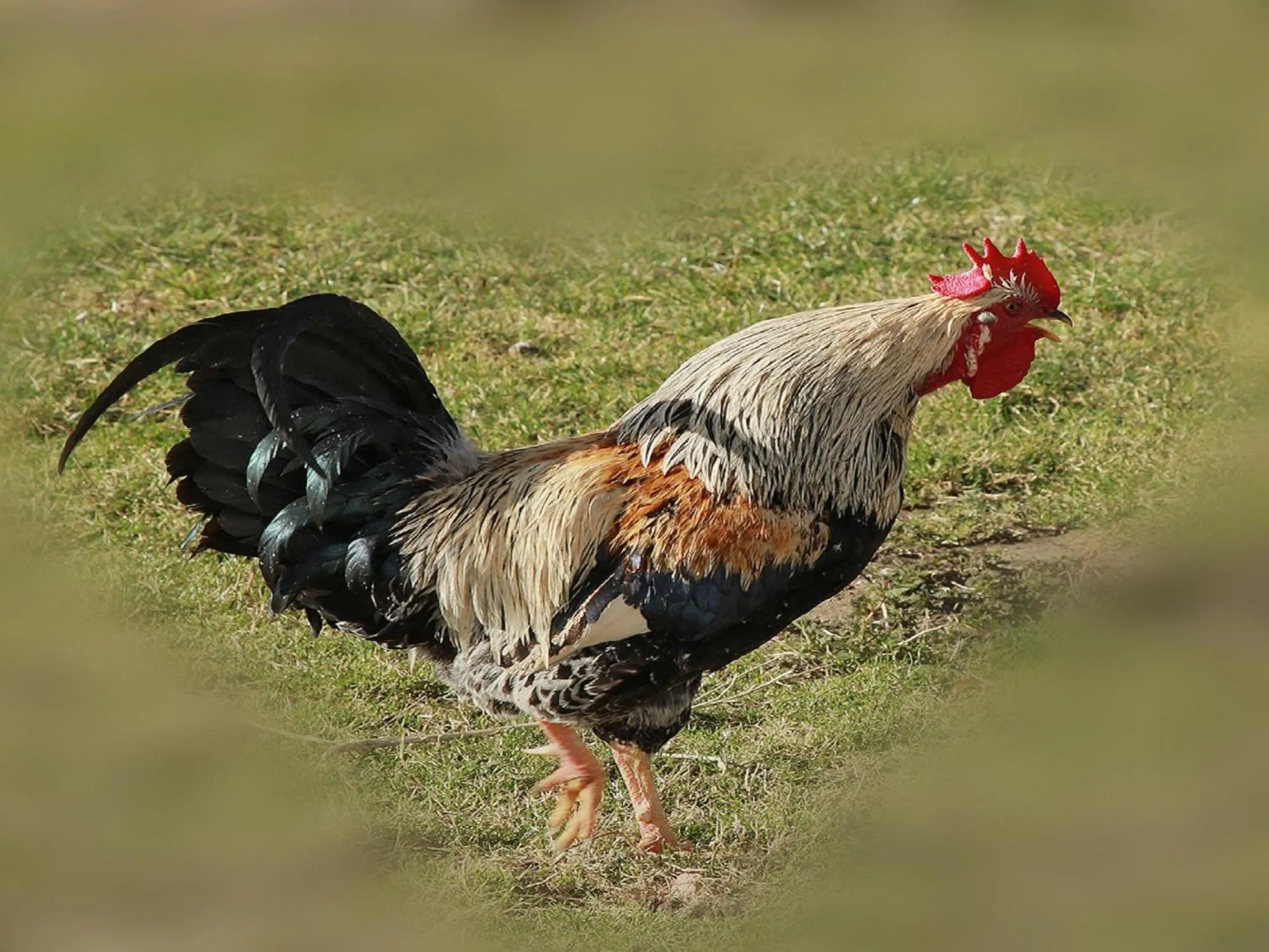Animals in Ferienhof Bitschnau