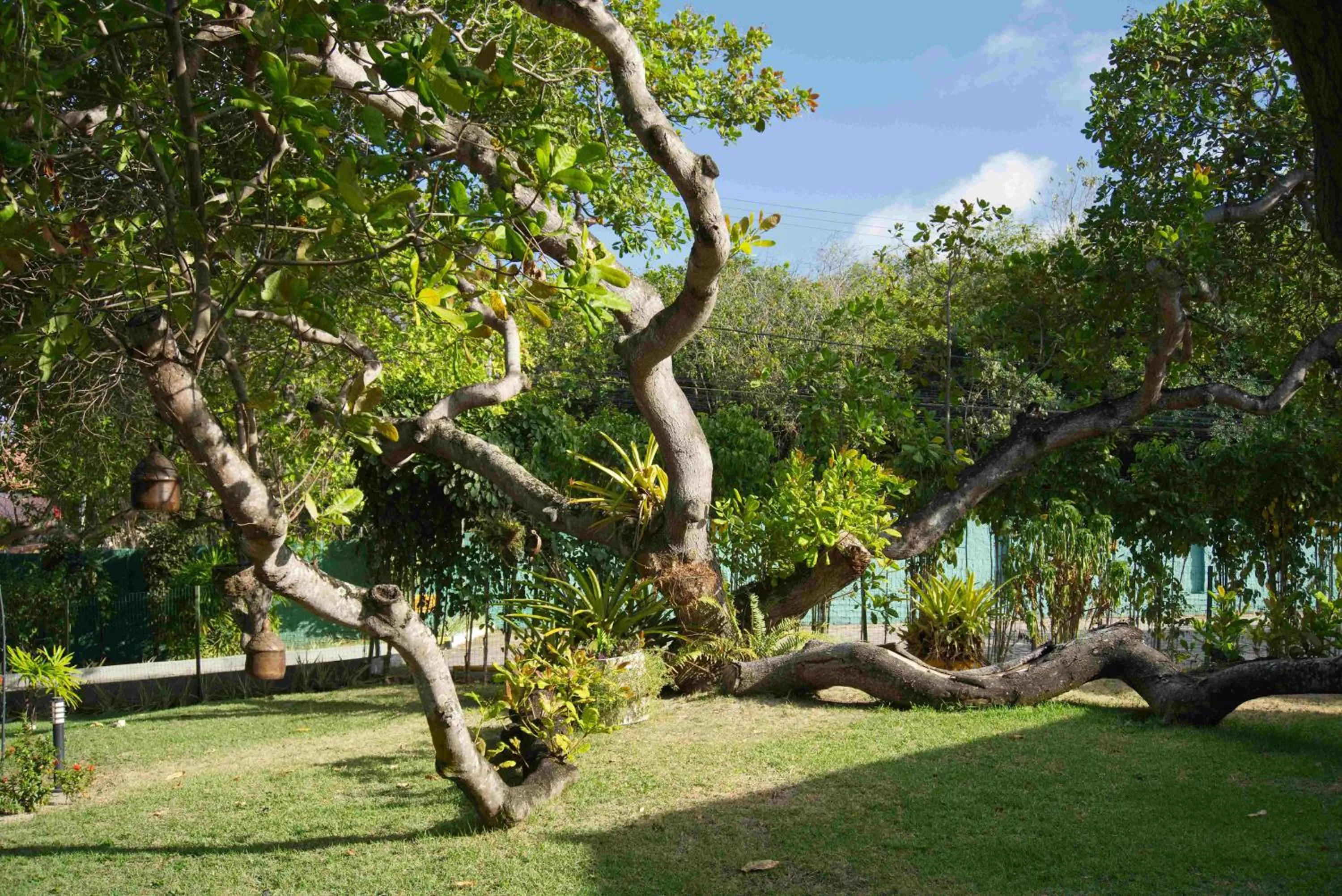 Garden view in Pousada Sol e Luna