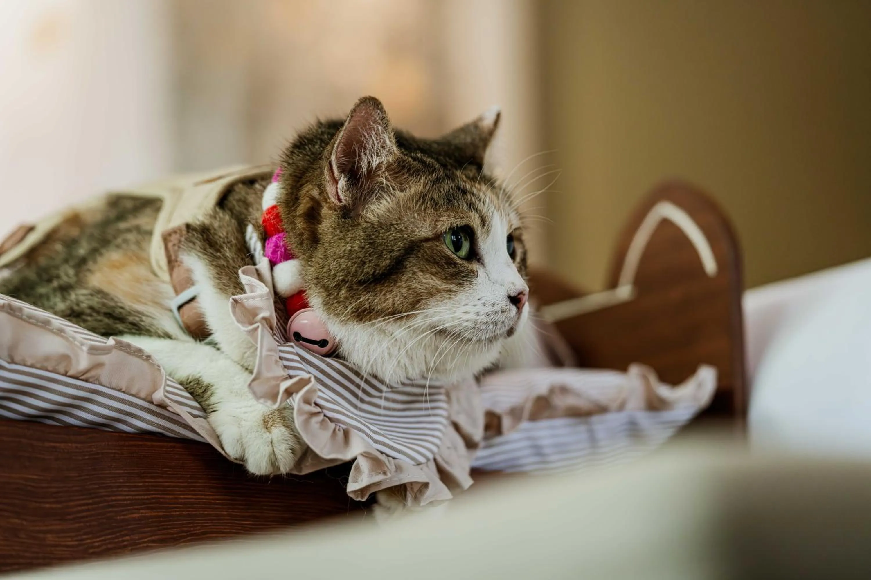 Pets in Anantara Layan Phuket Resort