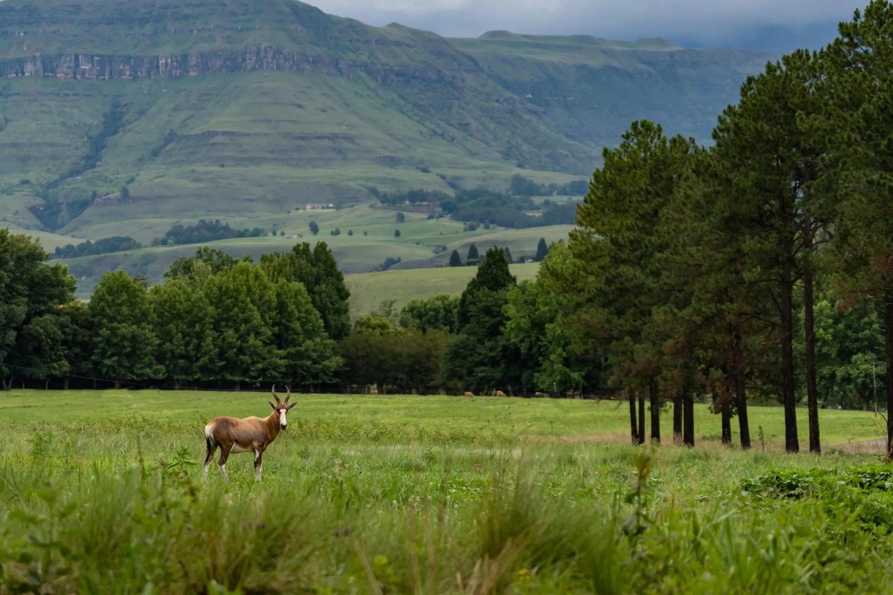 Natural landscape in Gooderson Monks Cowl Golf Resort
