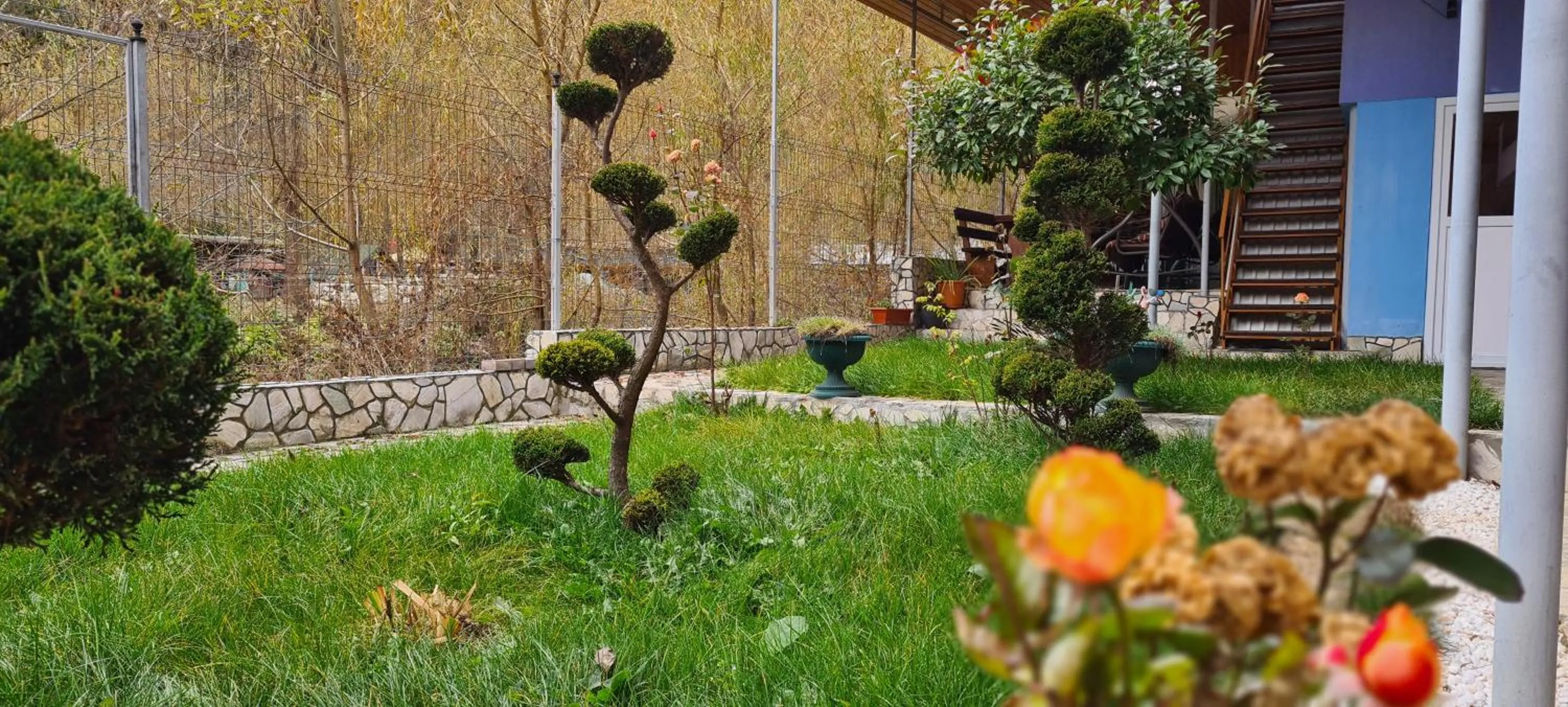 Garden in Pensiunea Aurora - Great Hostel Voineasa