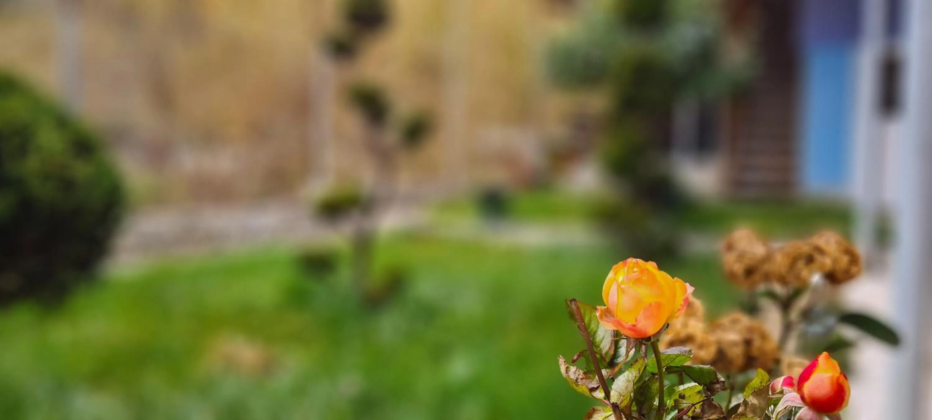 Garden in Pensiunea Aurora - Great Hostel Voineasa