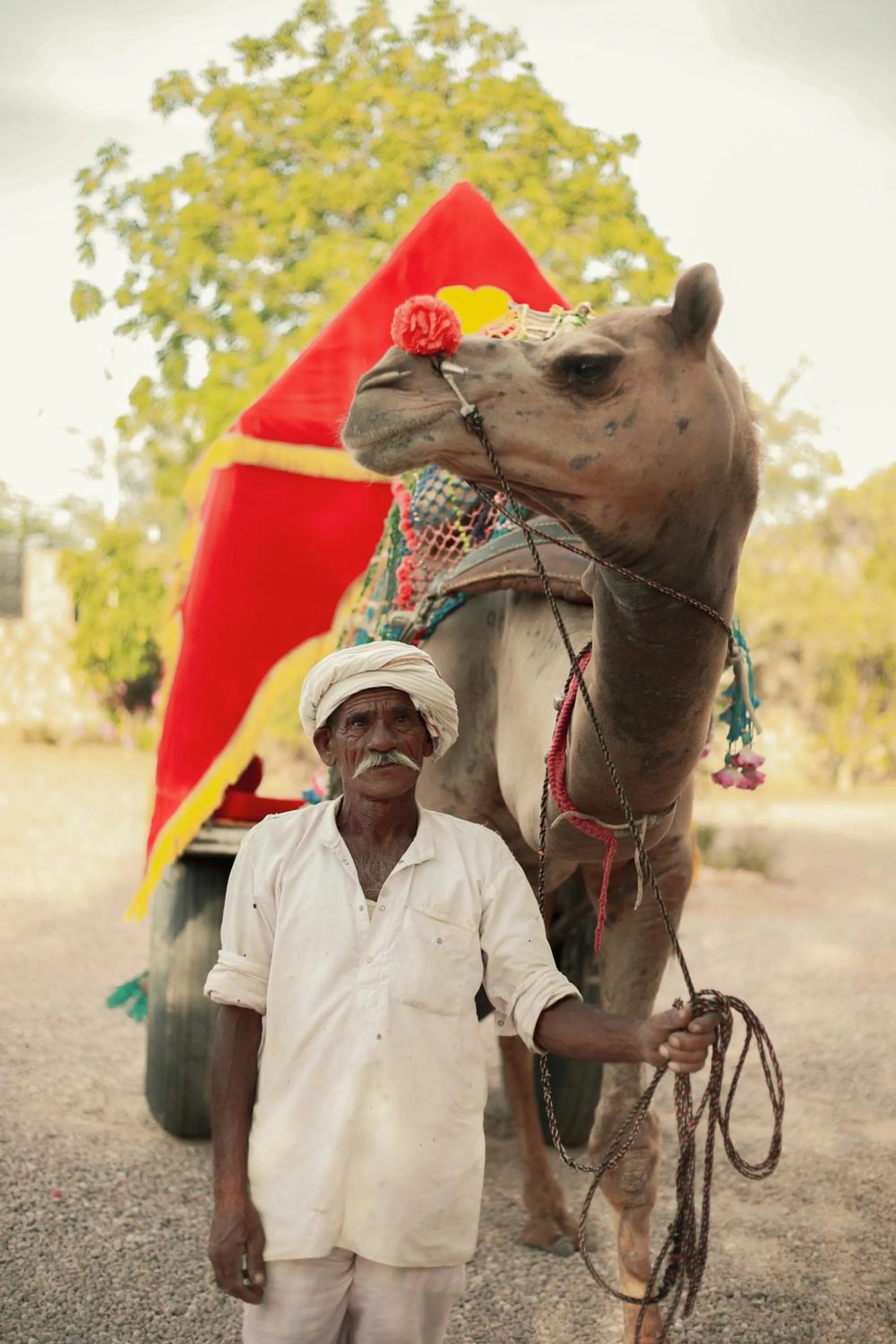 Animals in Clarks Safari Pushkar