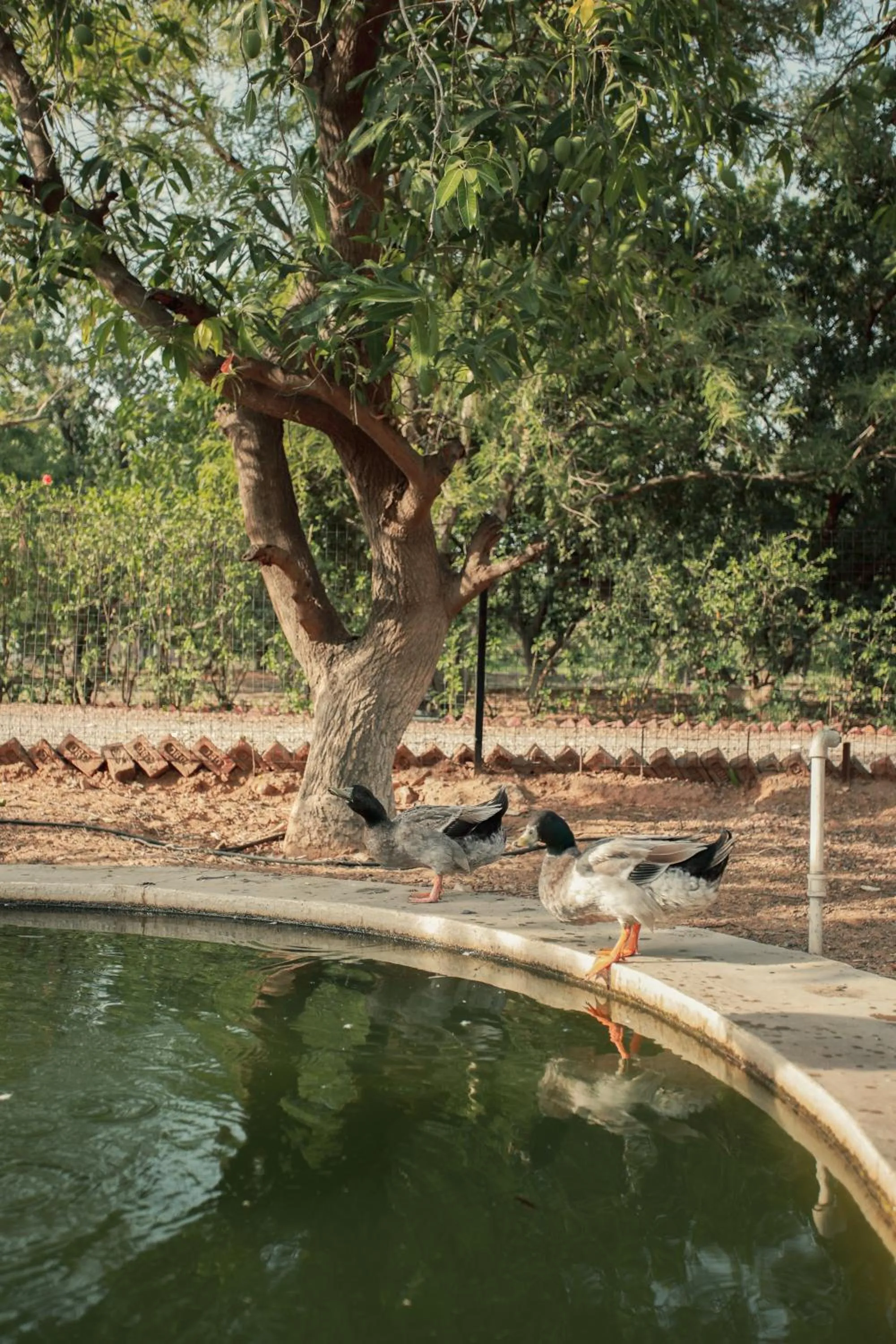 Natural landscape in Clarks Safari Pushkar
