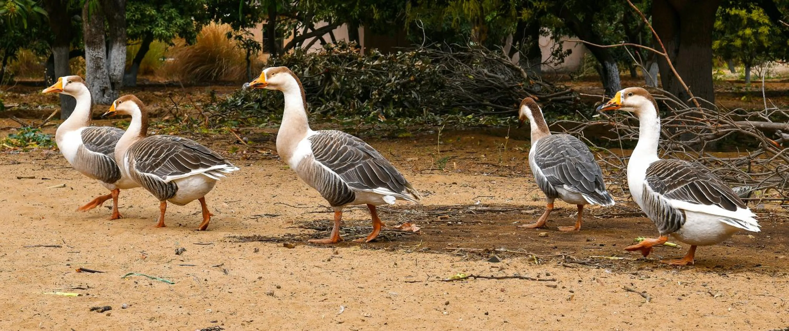 Animals in Clarks Safari Pushkar
