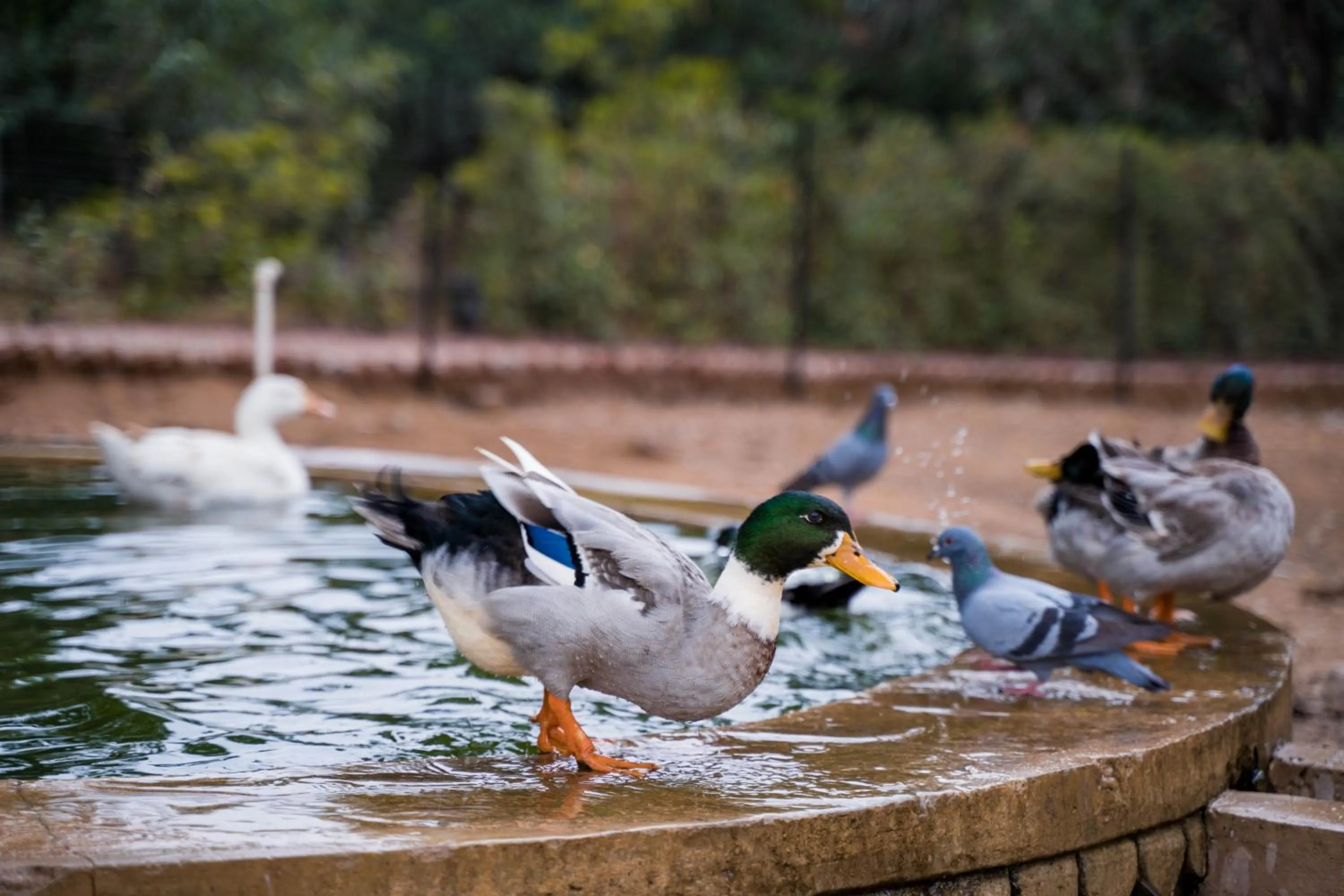 Clarks Safari Pushkar