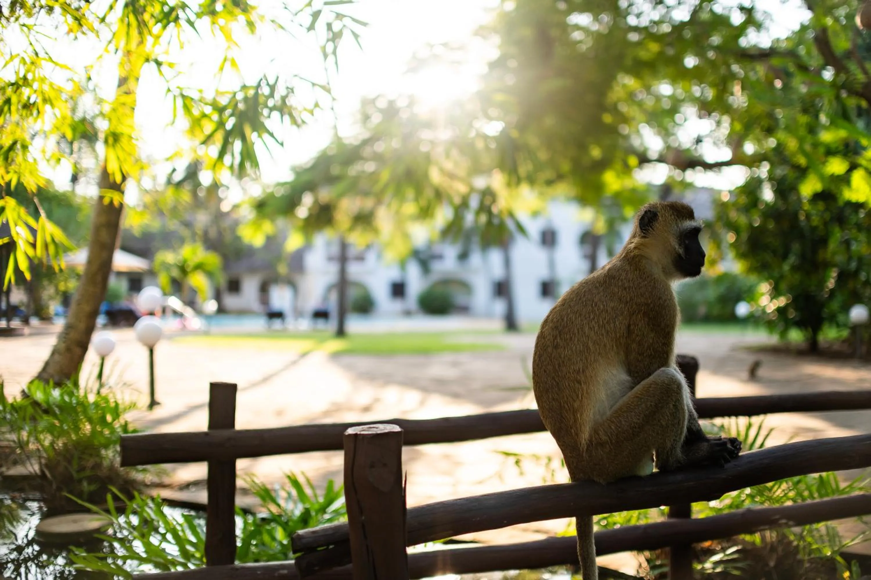 Animals in Diamonds Leisure Beach & Golf Resort