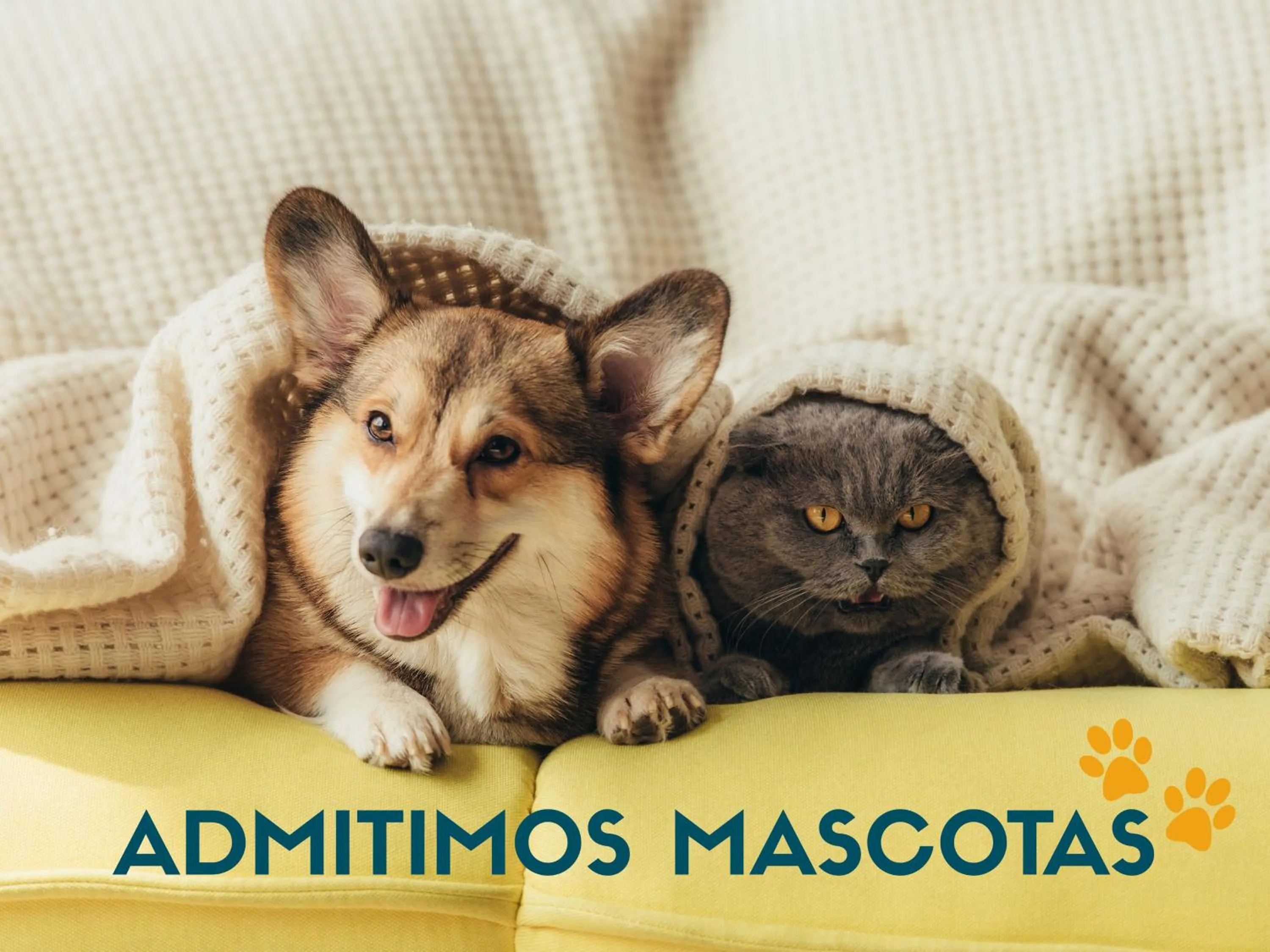 Pets in Apartamentos Realejo Granada Centro 3000