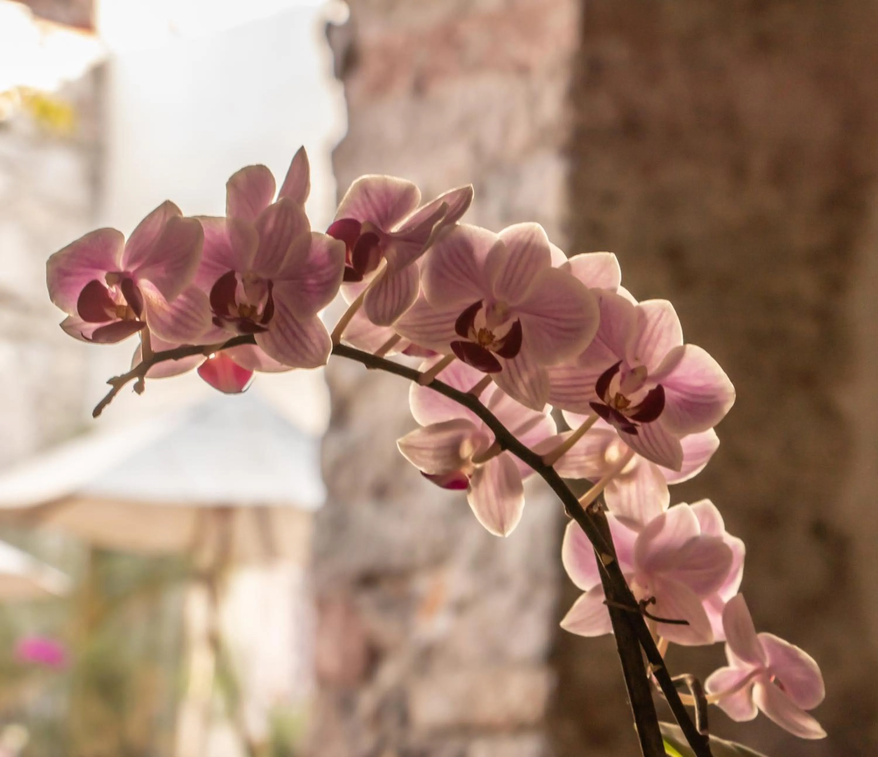 Decorative detail in Orchid House San Miguel de Allende