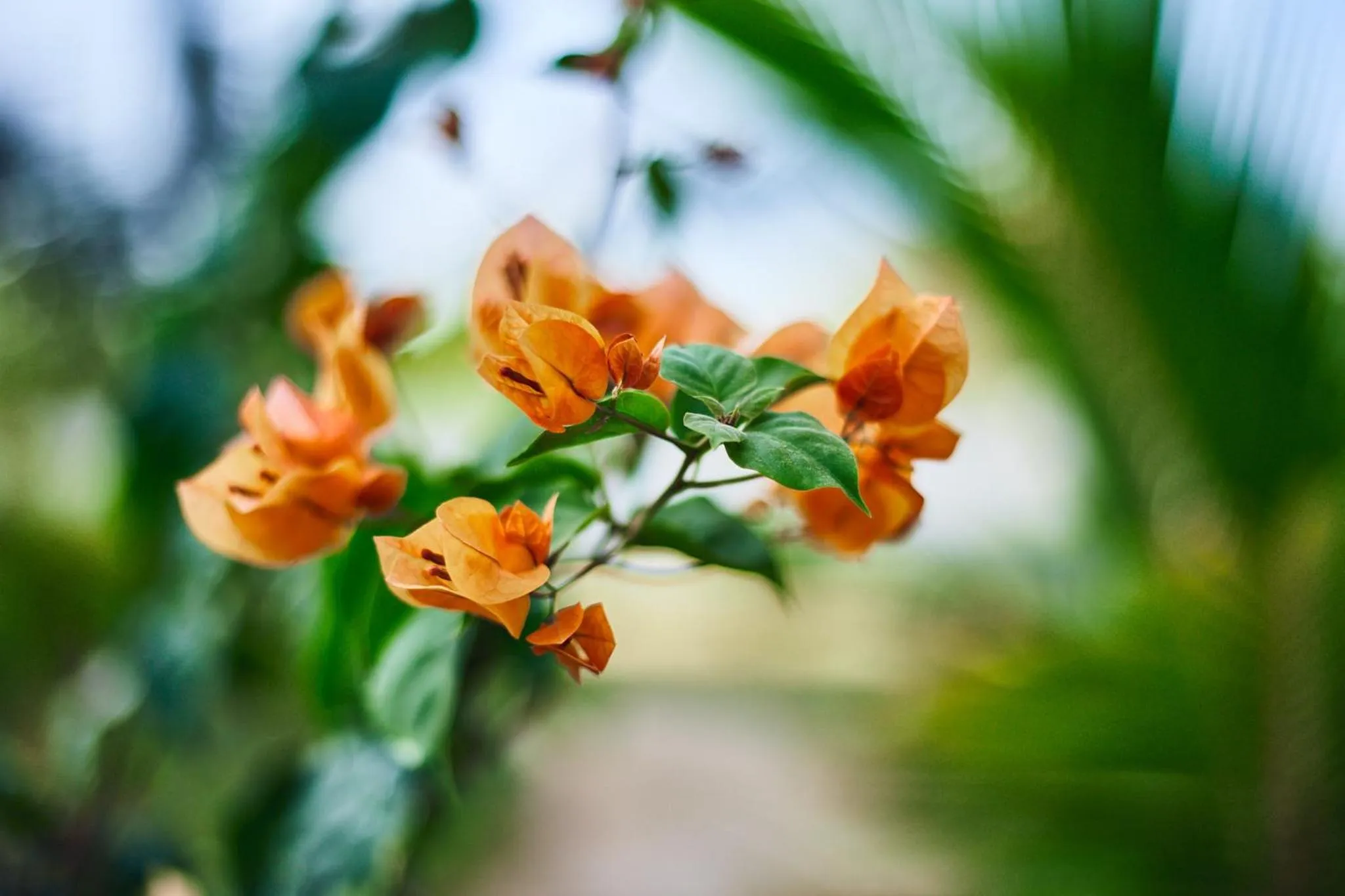 Garden in Malika Nungwi Hotel