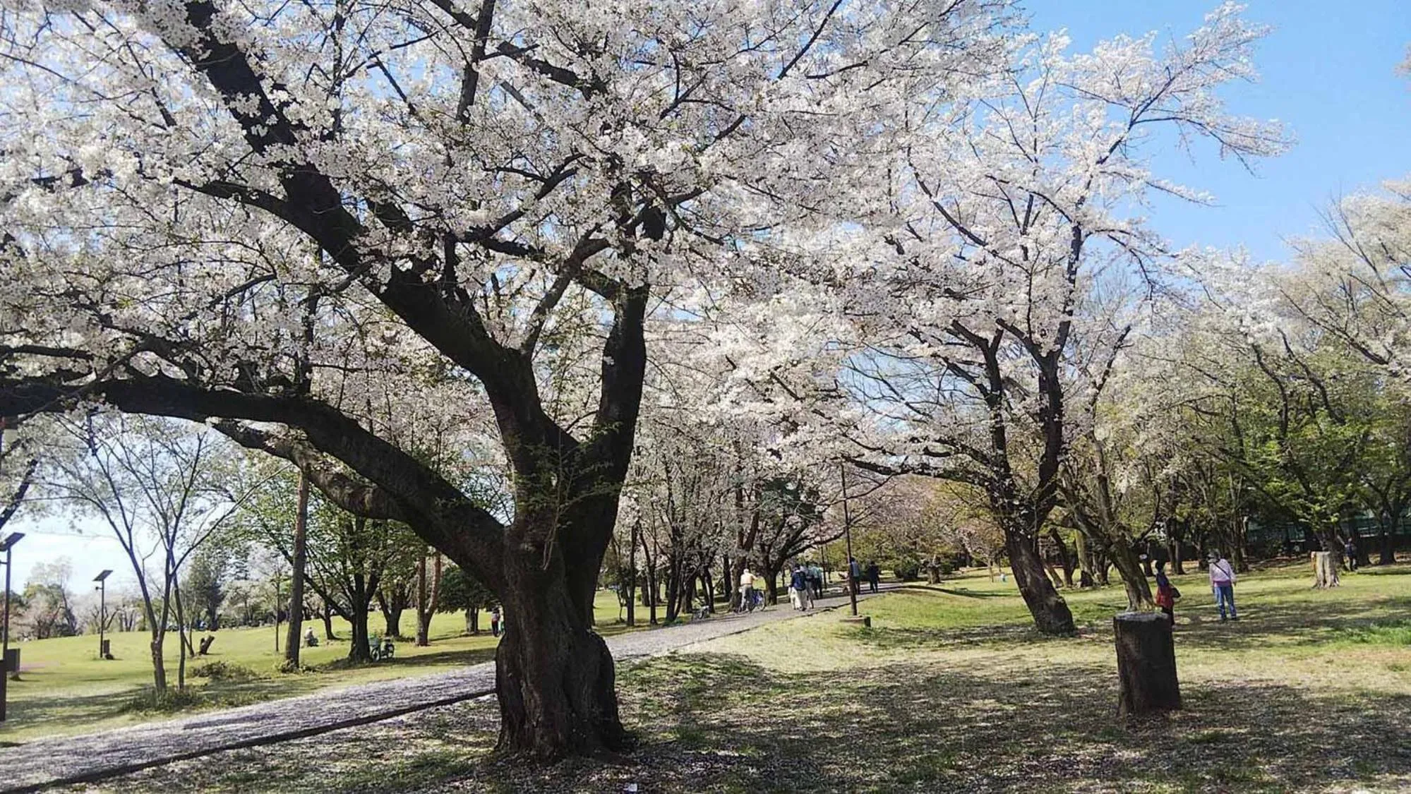 Nearby landmark in Toyoko Inn Wako-shi Ekimae