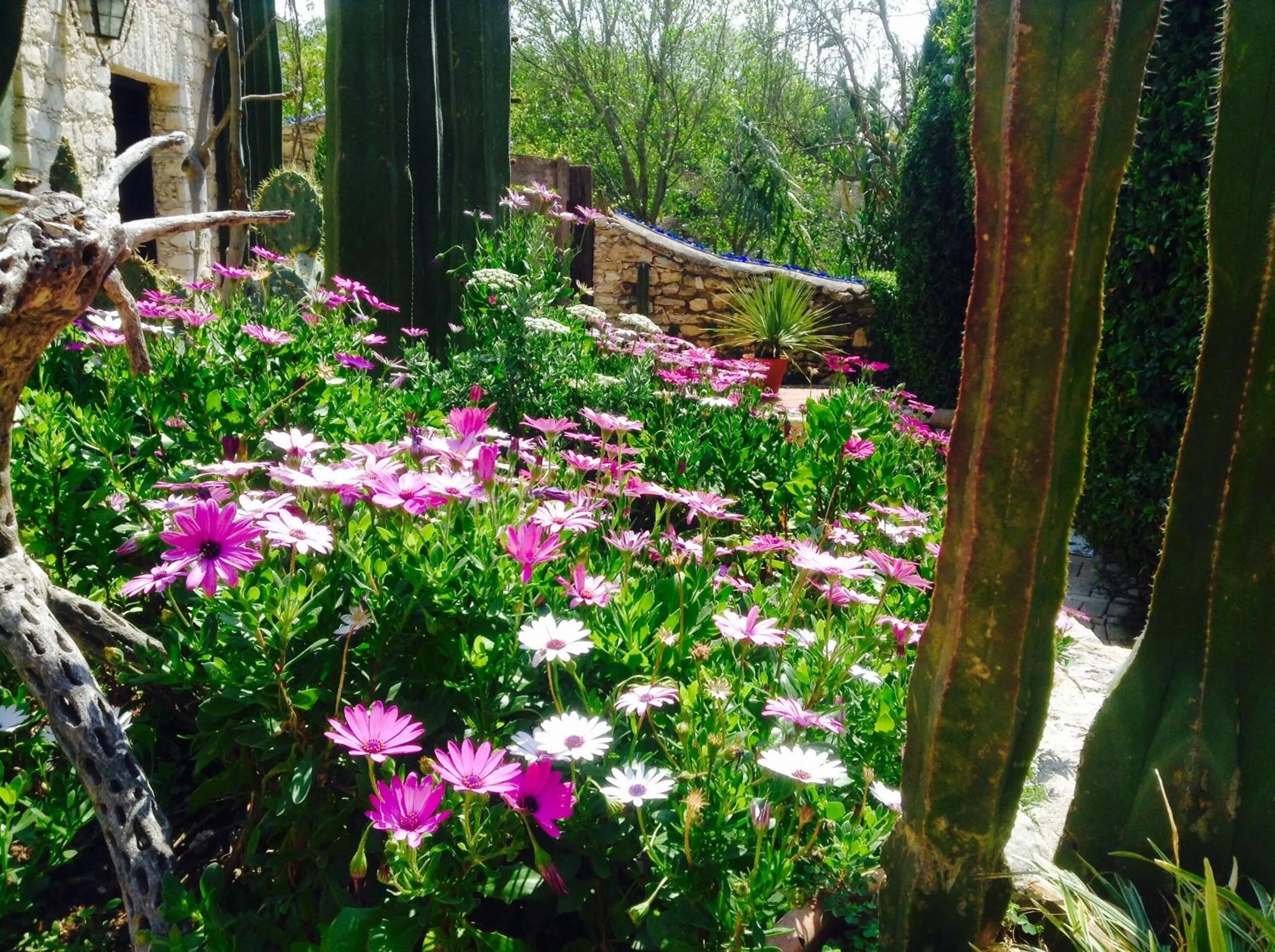 Garden in Hotel Secreto