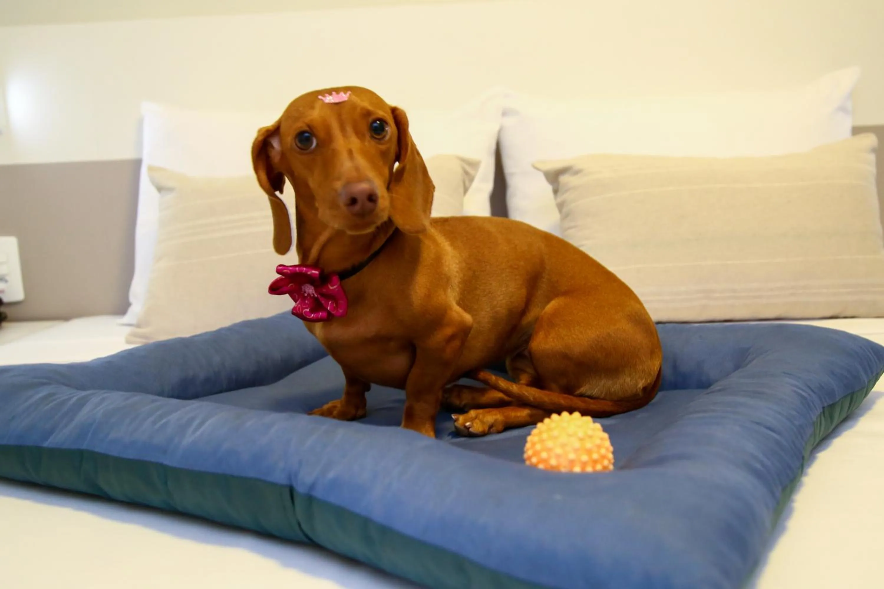 Pets, Bed in Transamerica Fit Lafaiete