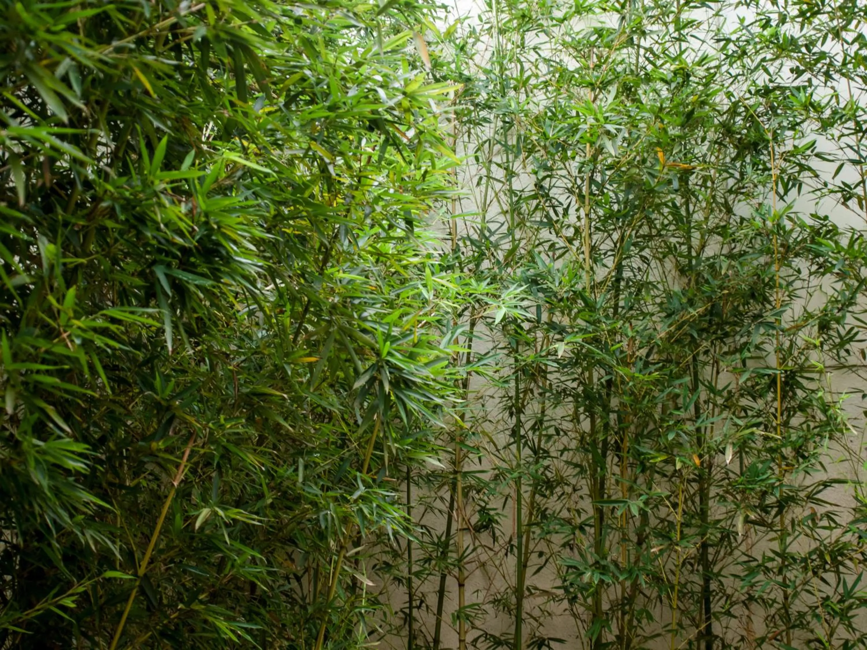 Garden in Hofi Villa