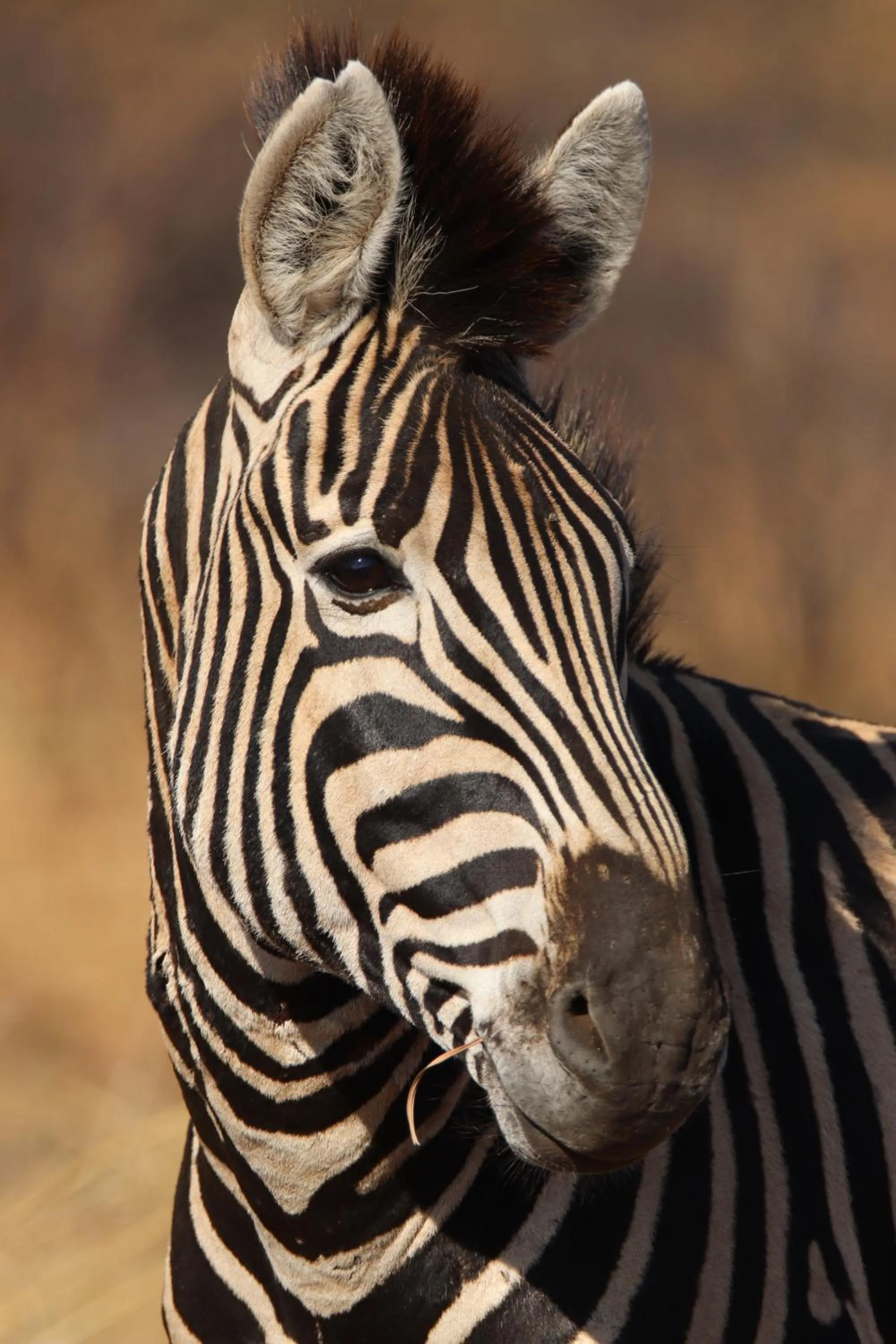 Animals in Zazu Private Bush Lodge, Formerly Masodini