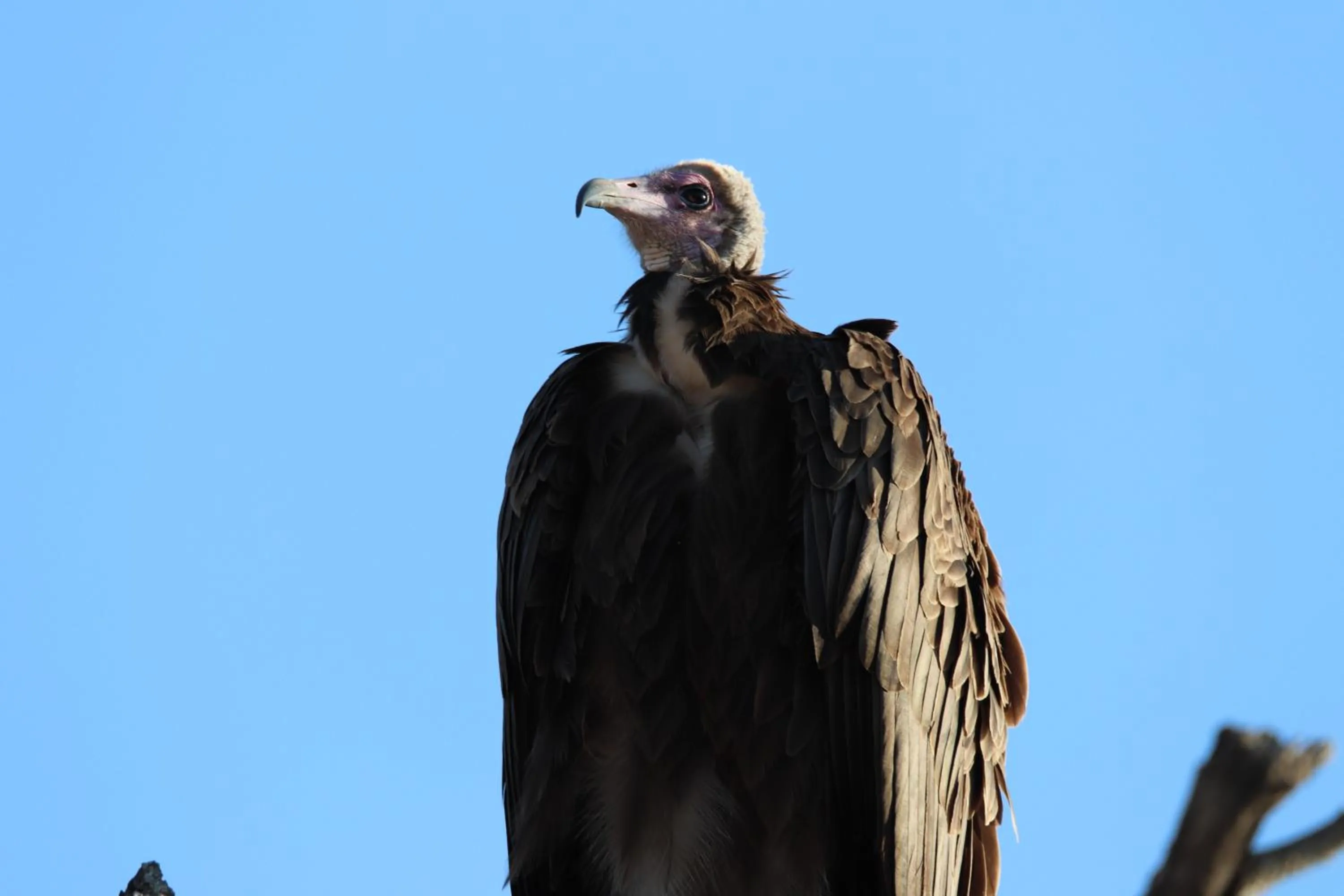 Animals in Zazu Private Bush Lodge, Formerly Masodini
