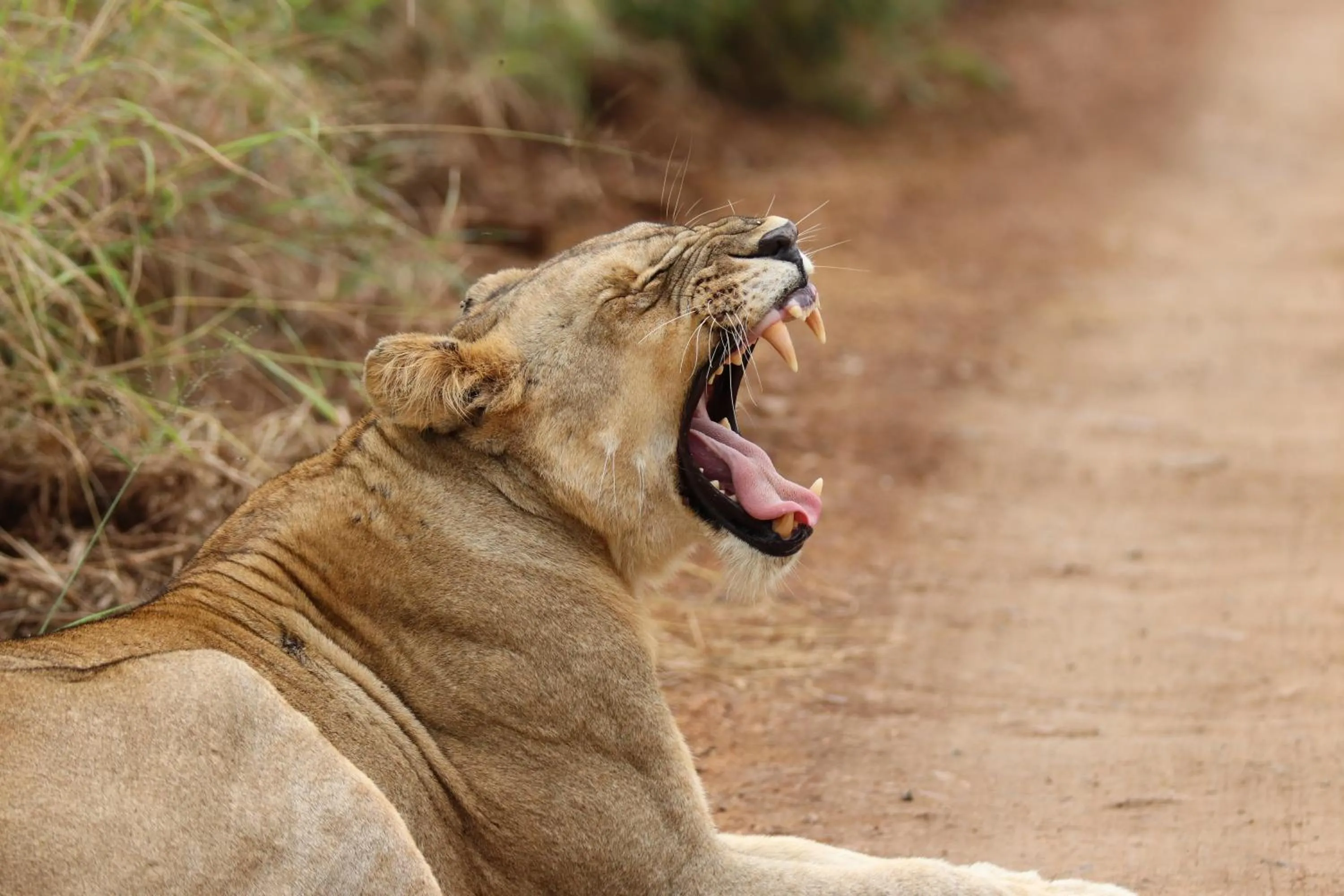 Animals in Zazu Private Bush Lodge, Formerly Masodini