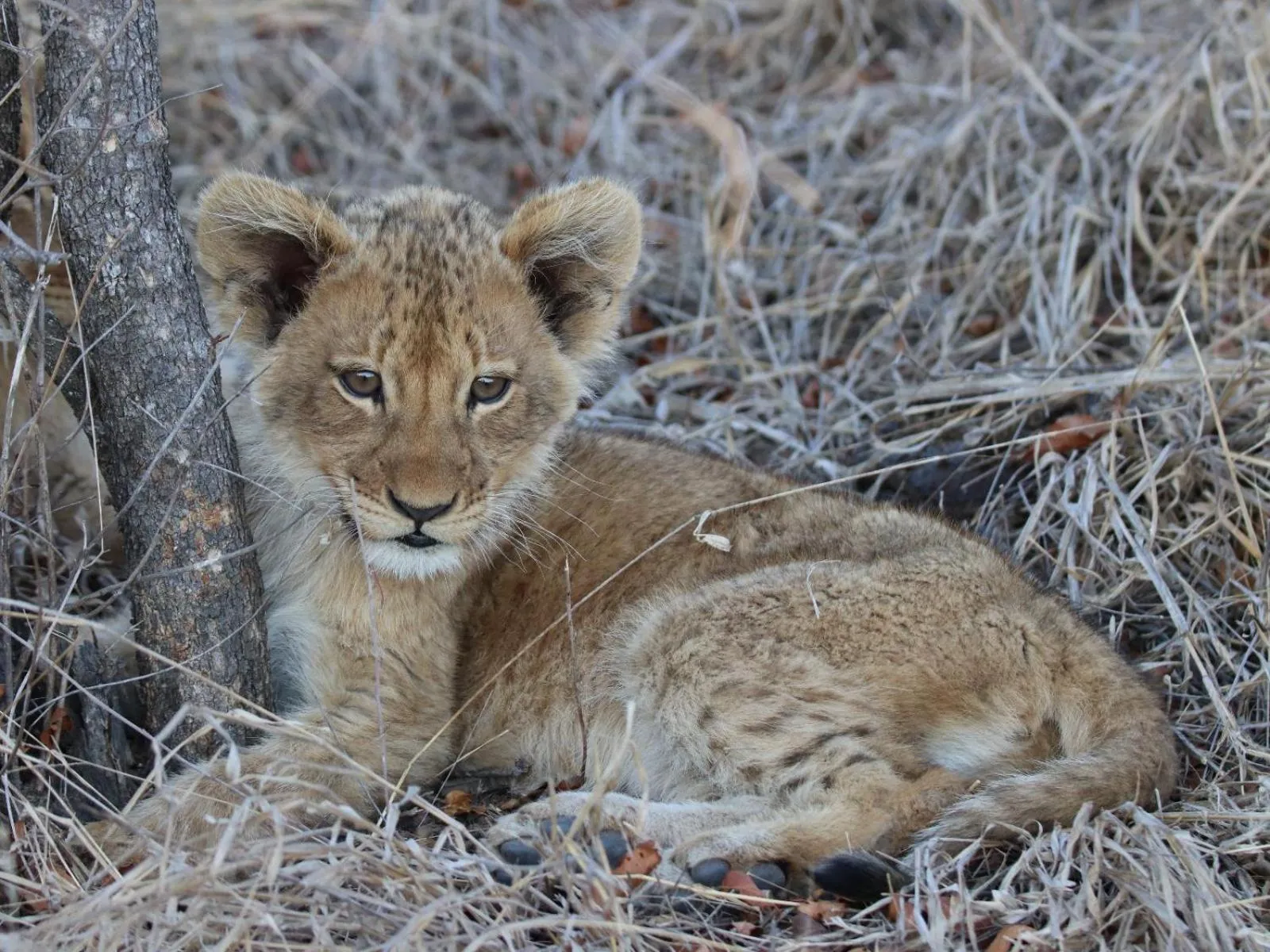 Natural landscape in Zazu Private Bush Lodge, Formerly Masodini