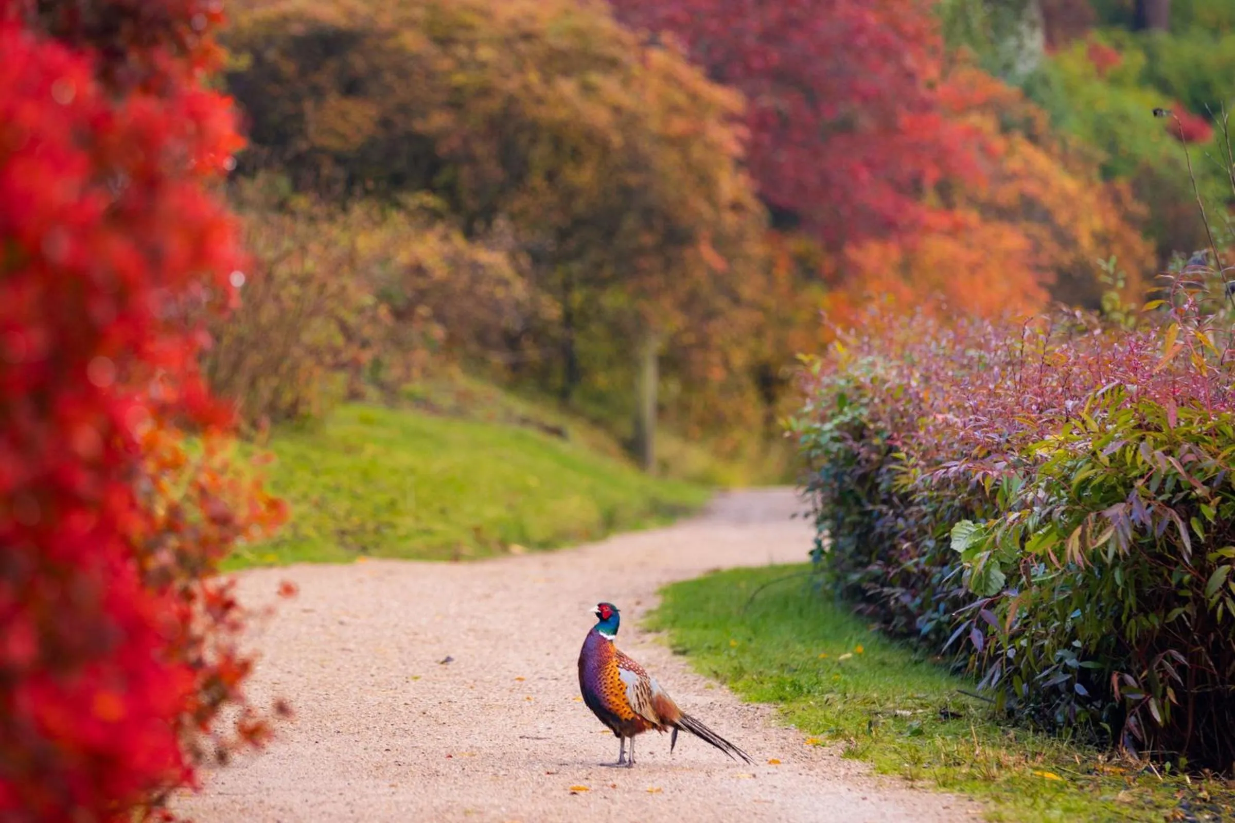 View (from property/room) in Leonardslee House at Leonardslee Lakes & Gardens