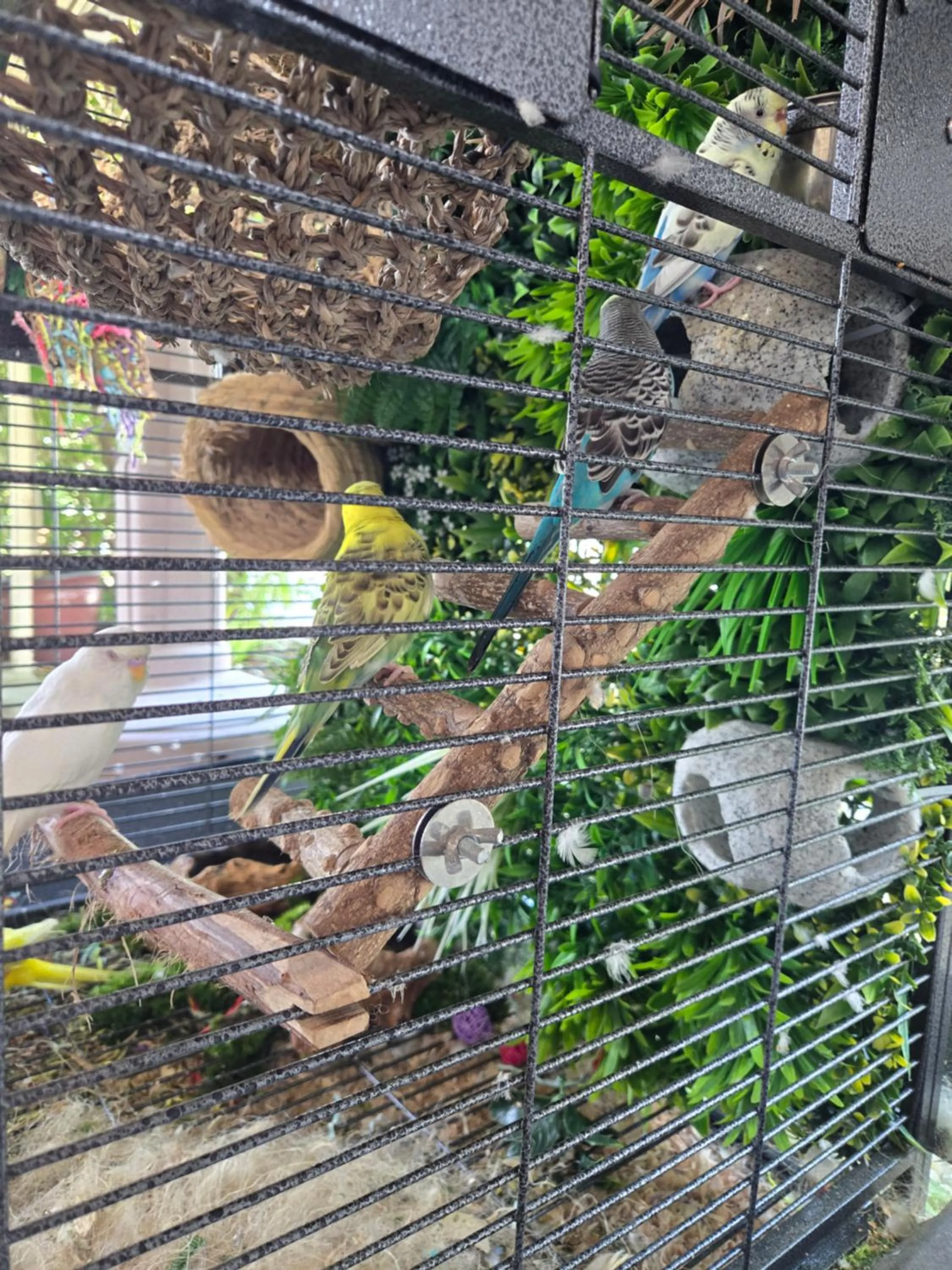 Animals in Barefoot mailman motel