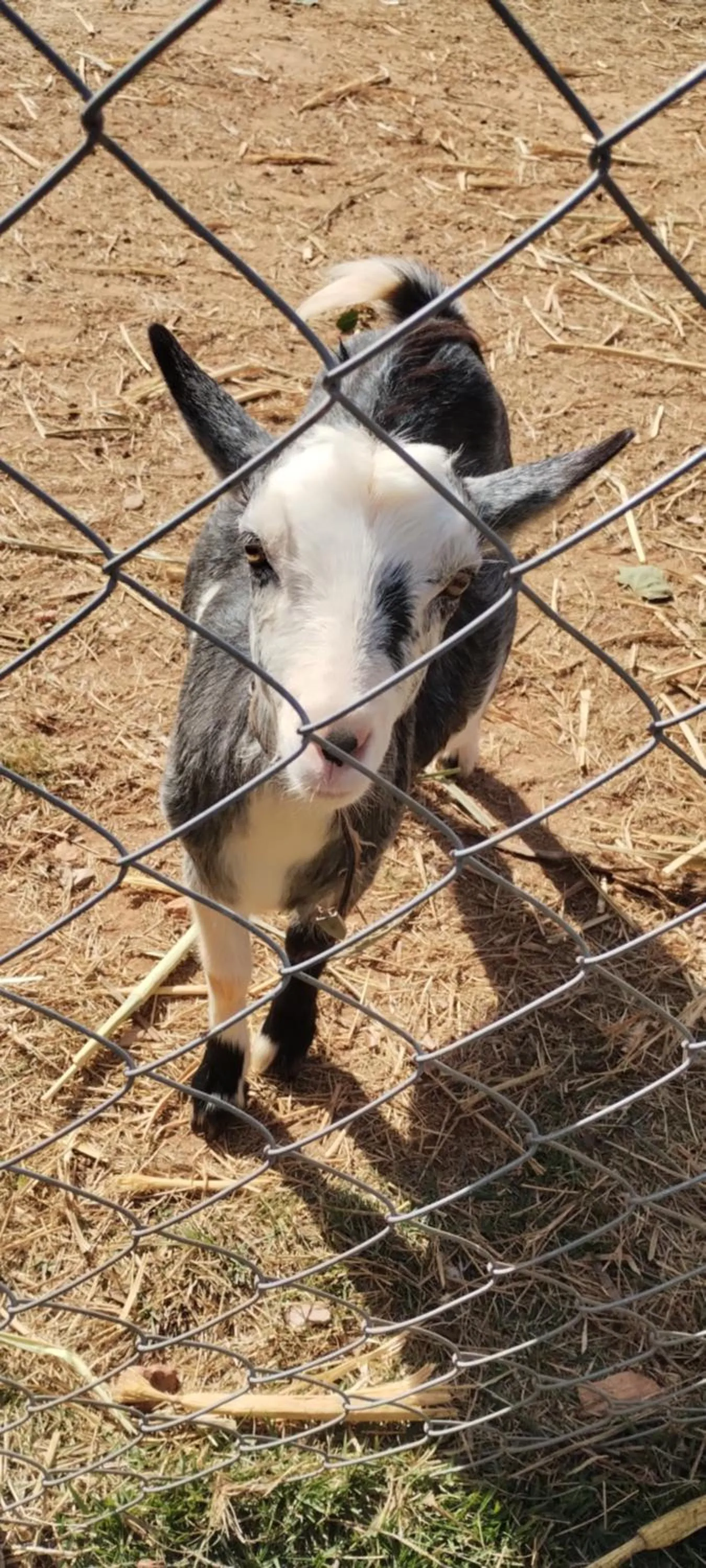 Animals in Hotel Chalés Capitanias