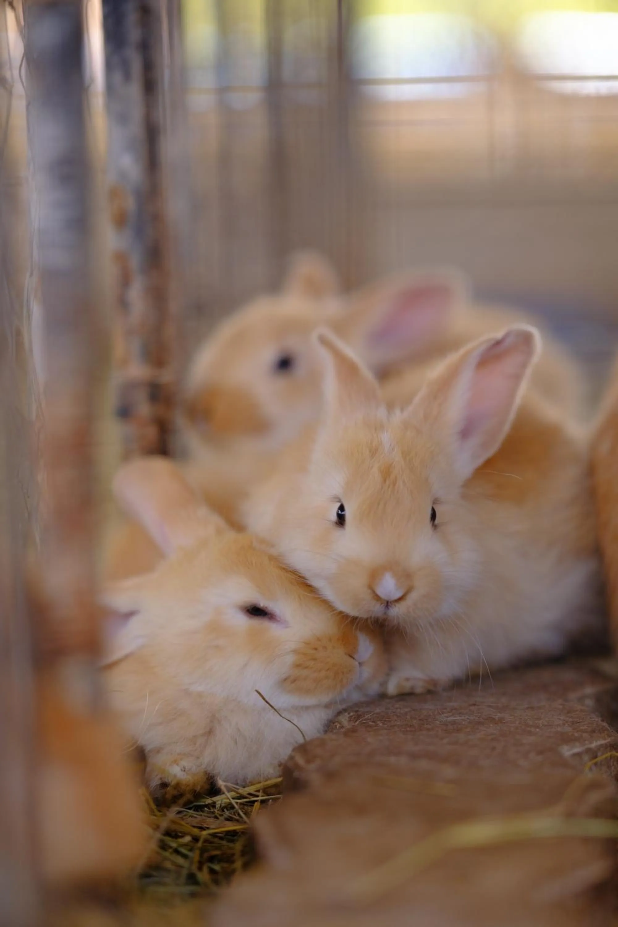 Hotel Chalés Capitanias
