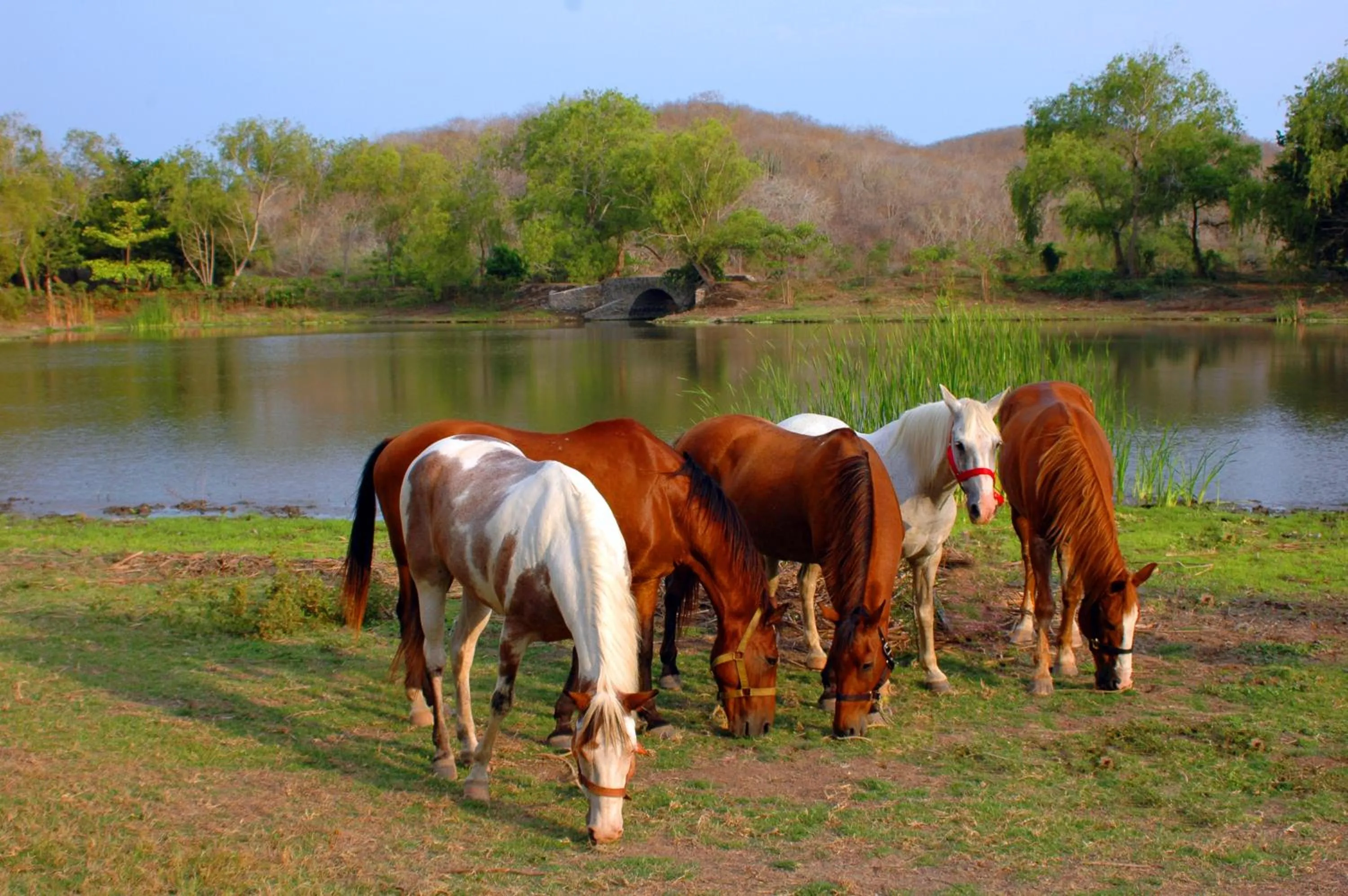Horse-riding in Las Alamandas